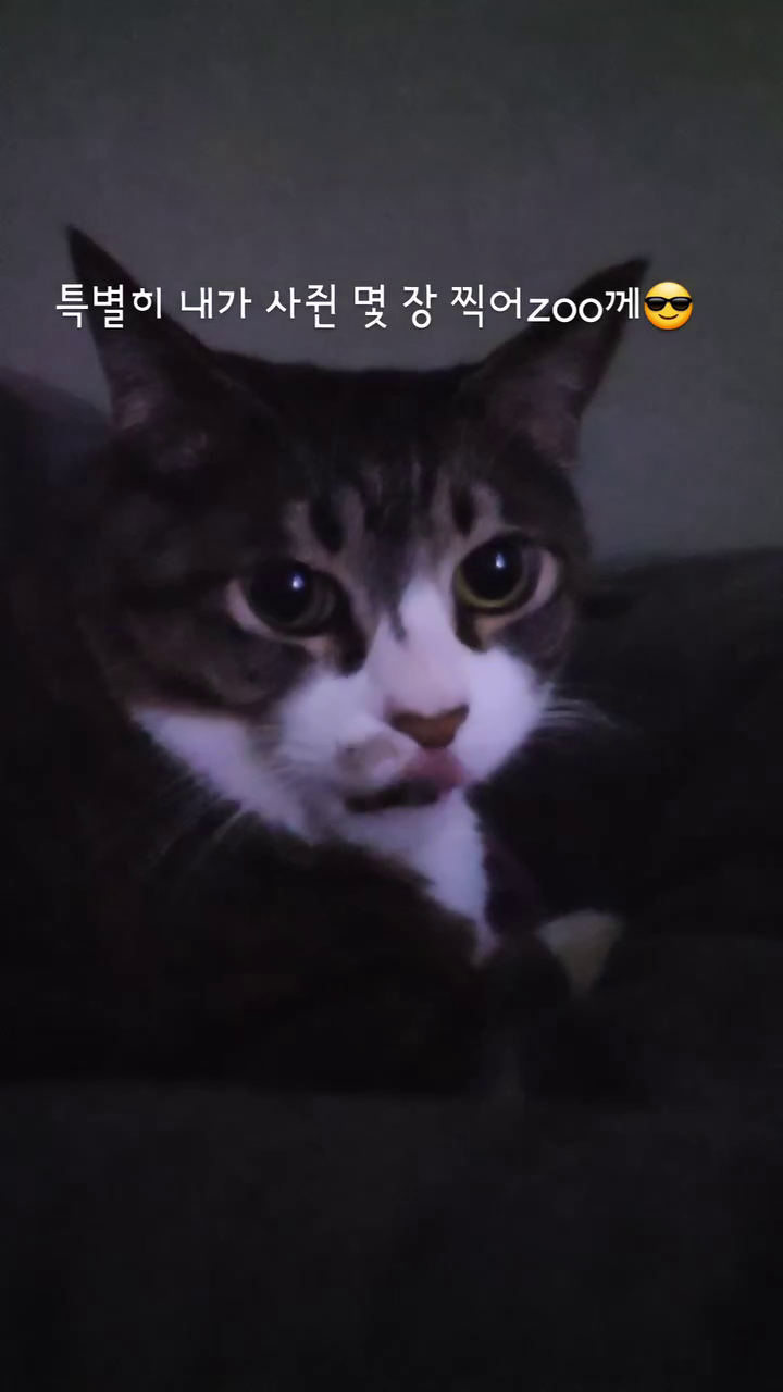 하찌야 눈나가 똥손이라 미안해,,,💩🙂❤️
.
.
.
#고양이 #고양이일상 #고양이그램 #cats #catstargram #catsdaily #하찌 #모찌찌하찌찌 #똥손 #포토그래퍼 #사진작가 #똥손사진작가 #좋아요 #좋아요반사 #좋반 #선팔하면맞팔 #하찌야미안행#❤️