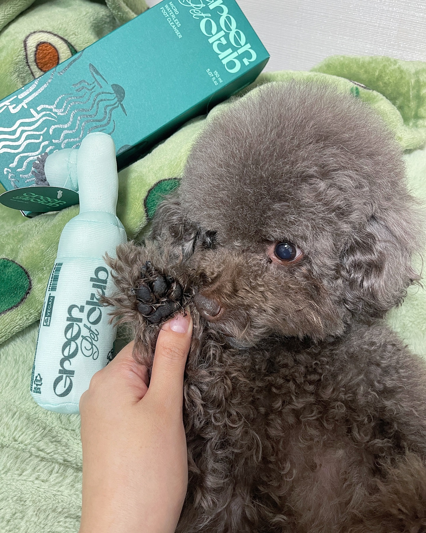 엄마 내 손에 뭘 한고야? 🧐

#푸들 #푸들스타그램 #푸들그램 #서울푸들 #푸들푸들 #이니스프리 #이니스프리강아지 #poodle #dog #dogsofinstagram #instadog