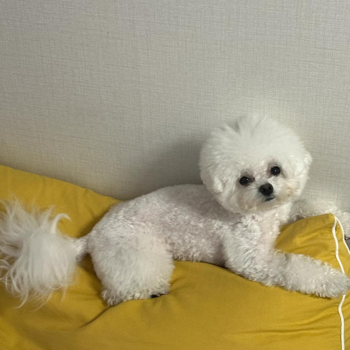 🐶

우리집에 논누올래?🐶❤️‍🔥
꼬옥--! 뽀야가 안아줄수있는뒈 🫶🏻
다들 굿나잇 --! 🧚‍♀️