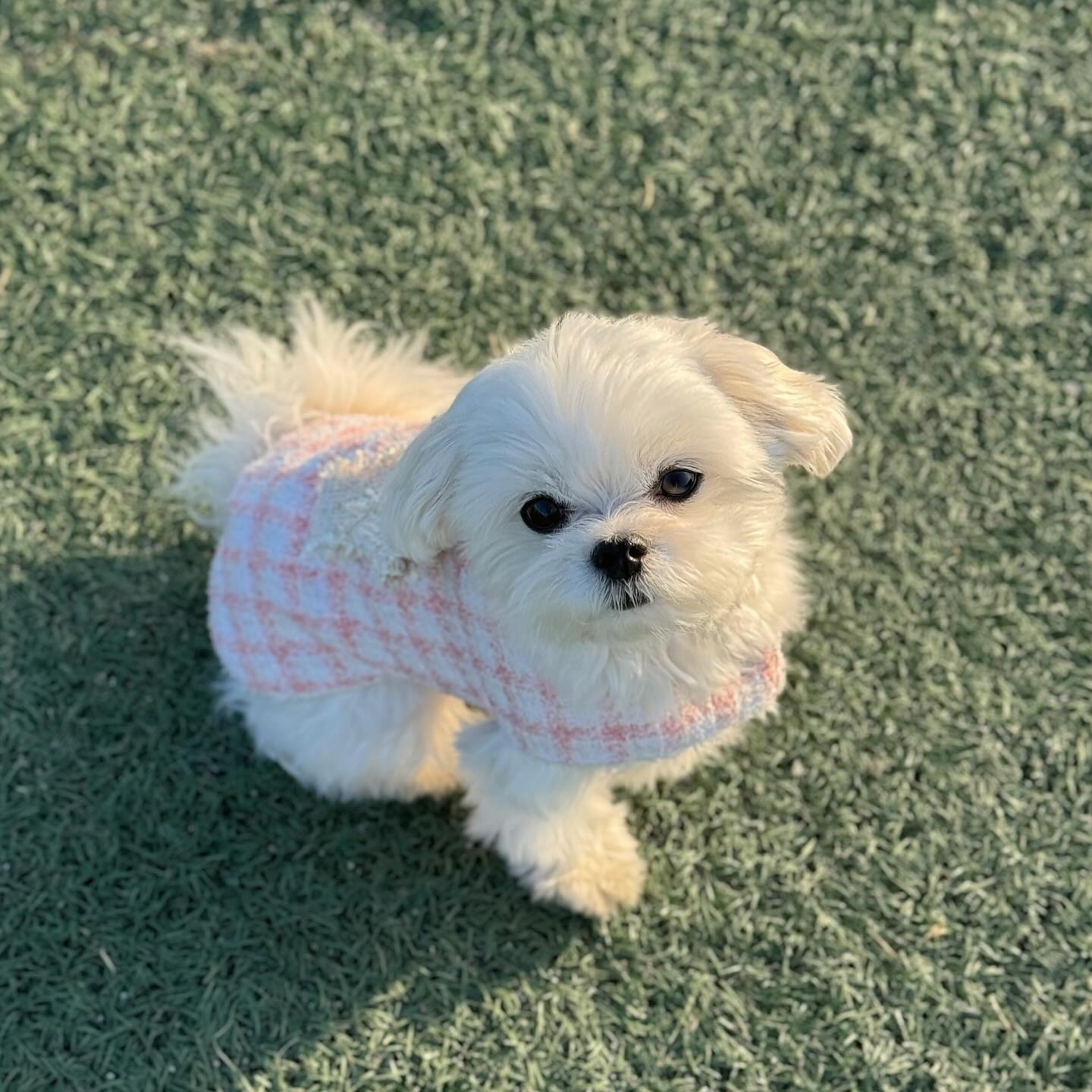 #멍제로 #멍제로엠버서더
햄보칸 연휴 끝.. 이지만 이쁜 트위드 판쵸입고 애동카 🩷
하루종일 공주라고 들었던 날 🫶🏻

얼죽패 강쥐들은 빼숀 포기 못하지만 추우면 어쩔 수 없쟈나..? 
트위드 안엔 양털이라서 추운 날에도 패션 챙기기 완됸 가능 👍🏻❤️

🏷️ mung_zero_official