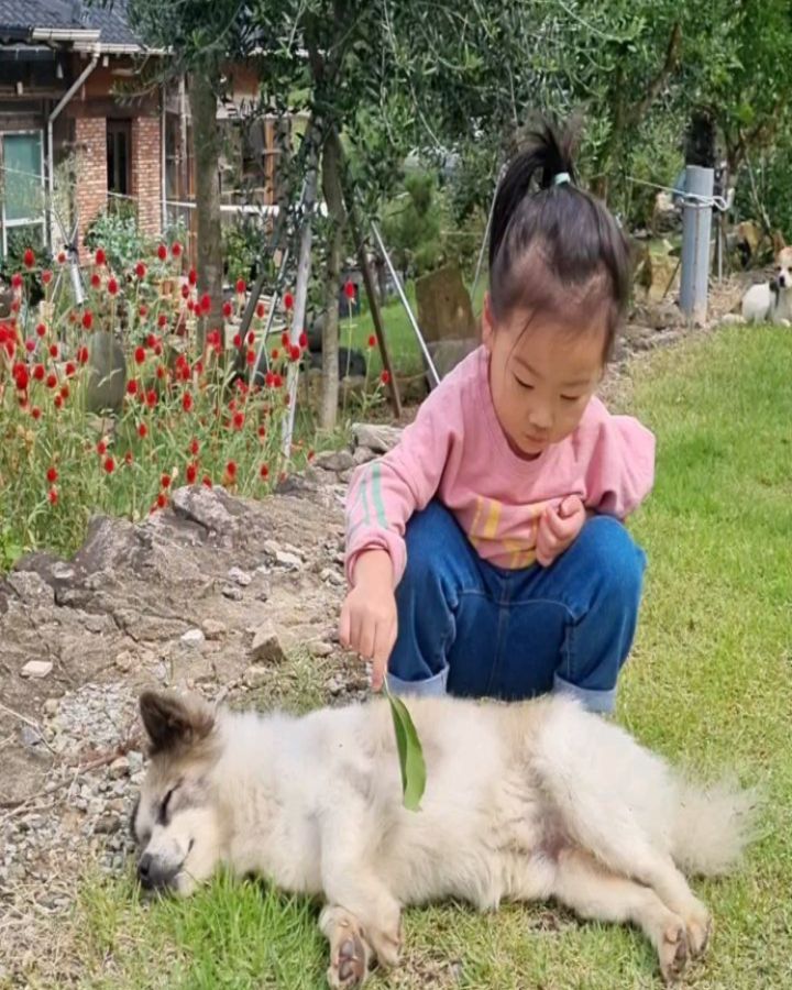 간만에 바람쐬러 마르에 갔는데..
문 닫았음 ㅜ.ㅠ

그럼에도 놀다가겠다는 유주때문에 섬이와 뭉치는 계속 고통받았더랬지.
잠이와서 도망다니는 족족 찾아가 간지럽히는 악당.

떨어진 꽃씨?열매?를 주워 섬이랑 뭉치 배고플 때 먹으라고 둥치에 올려놓는 너란아이♡

카페 문은 닫았어도 재밌게 놀다 왔어요^^

.
.
.

#주말
문닫힌 #카페나들이 
#뭉치 #섬이 #강아지와아기
#가을인가봐
