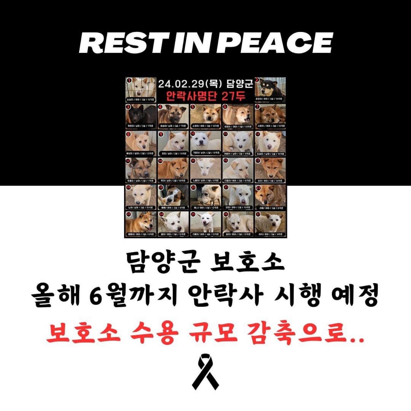 Posted withregram • dongsanshelter 🆘담양군 보호소 올해 6월까지 매달 안락사 시행 예정(150두-200두)🆘

🔺 위 아이들은 2/29 안락사 예정입니다.으뜸, 까망이만 구조되었습니다.. 그 외의 아이들 문의는 디엠 부탁드려요🔺

이 아이들 피드.. 외면한다고 해서 달라지는 건 없어요.. 부디 리그램으로 도와주세요..

▪️애니멀스힐과 담양군보호소는 다른 단체이며 최대한 많은 아이를 살려보고자 군보호소에 파견봉사를 나간 것입니다.

▪️담양군 보호소는 위탁보호소입니다. 1,2,3,4동으로 이루어져 있지만 그 중 3, 4동의 주인과의 계약이 올 6월에 끝난다합니다. 방법은 안락사 뿐이라 합니다.. 그 2동을 비워줘야하기에 매달 마지막 주 목요일에 안락사를 시행한다고 합니다.  총 150~200두 예정.. 담양군은 별도로 안락사 아이들 홍보를 하지 않기에 꼭 리그램으로 도와주세요..

▪️책임 임보처, 입양처 등 모든 문의는 디엠으로 부탁드립니다!

▪️책임 임보란 입양시까지 쉼터에 돌아오는 일 없이 임시보호 및 SNS 계정 등 적극적인 입양 홍보를 하시는 것을 말합니다.

🌎Looking for a forever family overseas. Contact DM