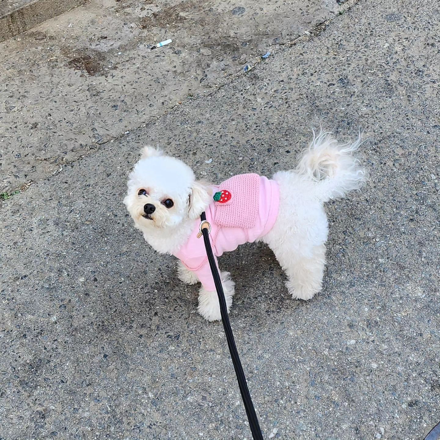 #협찬#반려견모델

예쁜 반려견옷이 정말 많은 봉쯔베이비✨️👍

봉쯔베이비 모델인 몽이가 오늘은 핑꾸핑꾸 장착했따👚

예쁜 꼬까옷 입고 산책 나가서 뛰뛰도 하고
사람들한테 예쁨도 많이 받고
🍓가방보고 귀여움도 많이 받았따
역시 나란 몽..🐶✨️

봉쯔베이비 옷 예쁜거 정말 많은데...
아직 못 올린 사진이 가득가득한데....
조금만 기다려주라구💕

bongs._.baby
.
#반려견#말티푸#몽이#몽이는몽글몽글#강아지모델#멍플루언서#봉쯔베이비#오늘의강아지