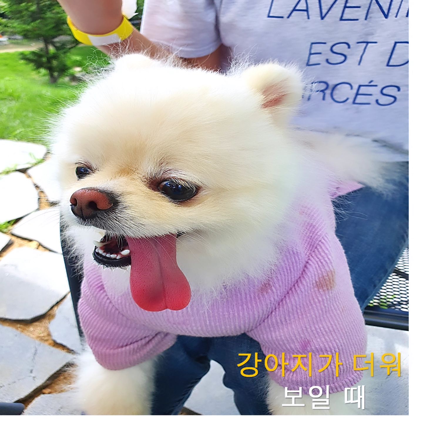 🐶 {강아지가 더워 보일 때}

1. 헥헥거림, 심박수 증가
2. 그늘 or 시원한 장소 찾기
3. 땅파기
4. 과도한 침흘림
5. 활동 감

"쪼꼬미는 1번"

#화이트포메라니안 #포메 #강아지 #반려견 #애견