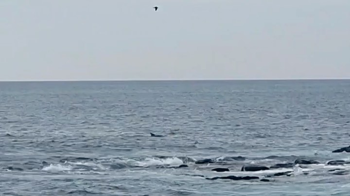 돌고래 드디어 봤다,,,🐬🐬🐬💙💙💙