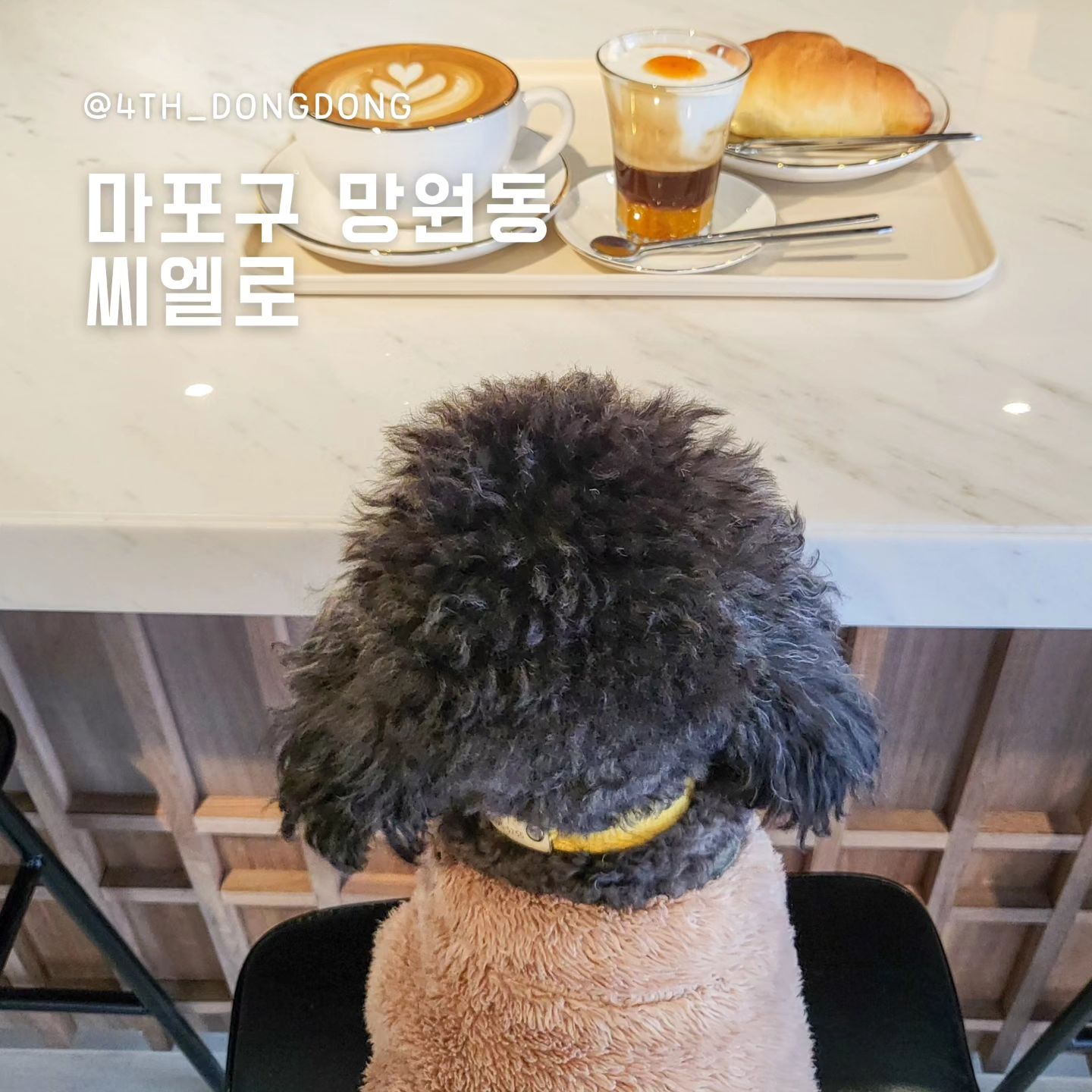 #씨엘로 cafe_del_cielo
#망원애견동반카페 #망원동애견동반 #망원동카페 #망원시장카페

🥄한줄평 : 망원동 신상 카페 [씨엘로]는 곧 대박납니다.

커피를 사랑하는 동동이 할무니의 커피 맛집 투어 ☕️ 
망원시장 인근에 신상 커피바가 생겨서
시장에서 장 보기 전, 든든하게 커피 마시고 하루 시작! 🤭

🔸️직접 로스팅한 커피 맛집 ☕️
(참고로 직접 로스팅하는 카페는 거의 실패 없다는 점 알아두도록 🫡)
직접 로스팅한 커피를 파는 전문 커피바인 [씨엘로]
원두도 다양하고, 입맛대로 고를 수 있고, 그냥 너무 맛있어요 😭
이날도 산미 있는 원두를 선택했는데,
끝맛이 상큼해서 입이 개운하더라구요. 완전 내 취향 제대로 또 저격!
또, 씨엘로는 드립백을 팔아서 선물하기도 너무 좋아 보였어요.

🔸️깔끔한 디저트 🥐 
소금빵, 케이크 등 커피와 너무 잘 어울리는 디저트들이 있었는데요.
제가 먹은 소금빵은 적당한 짭조름함에다가 버터 풍미가 가득이어서
커피랑 먹으니까 너무 잘 맞더라구요 🤭

🔸️해가 잘 드는, 밝고 넓고 깔끔한 공간 ☕️
들어서자마자 대리석 마감인 게 딱 눈에 들어오더라구요 😉
대리석 마감이어서 고급스러워 보였어요.
어쩌면, 차가워보일 수 있는 대리석에 따뜻한 느낌의 원목을 조합해서
고급스러움과 따뜻함을 한창 살린 예쁜 공간이 만들어졌더라구요 😊
공간도 넓어서 단체모임 하기에 너무 좋아보였어요.

망원동 신상 카페 [씨엘로]는 개방감 있는 공간에다가
예쁘고 맛있는 커피를 만들어서 그런지 조만간 대박날 거 같아요 👍
망원시장에 장 보러 자주 가는데, 그때마다 들러야겠어요 😍

🍽씨엘로
📍서울시 마포구 희우정로12길 17
⏰️월~금 8:00~22:00, 토~일 9:00~22:00
📝반려견 동반 가능, 어린이 동반 가능

#망원동카페추천 #망원시장투어 #망원시장데이트 #망원역카페 #망원역커피 #망원동커피맛집 #망원동커피 #망원시장먹거리 #필터커피맛집 #콜드브루맛집 #망원동필터커피 #망원동콜드브루 #마포구애견동반 #망원동애견동반카페 #카페씨엘로 #씨엘로카페