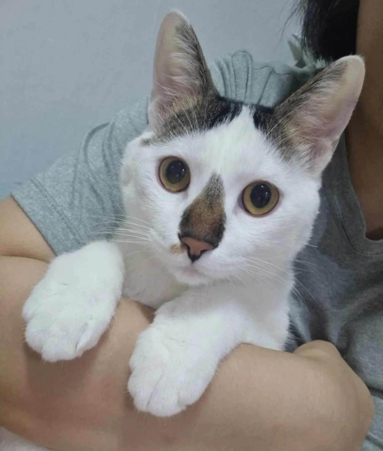 깜짝놀랜 도토리냥

#고양이 #도토리 #야옹 #냥스타그램