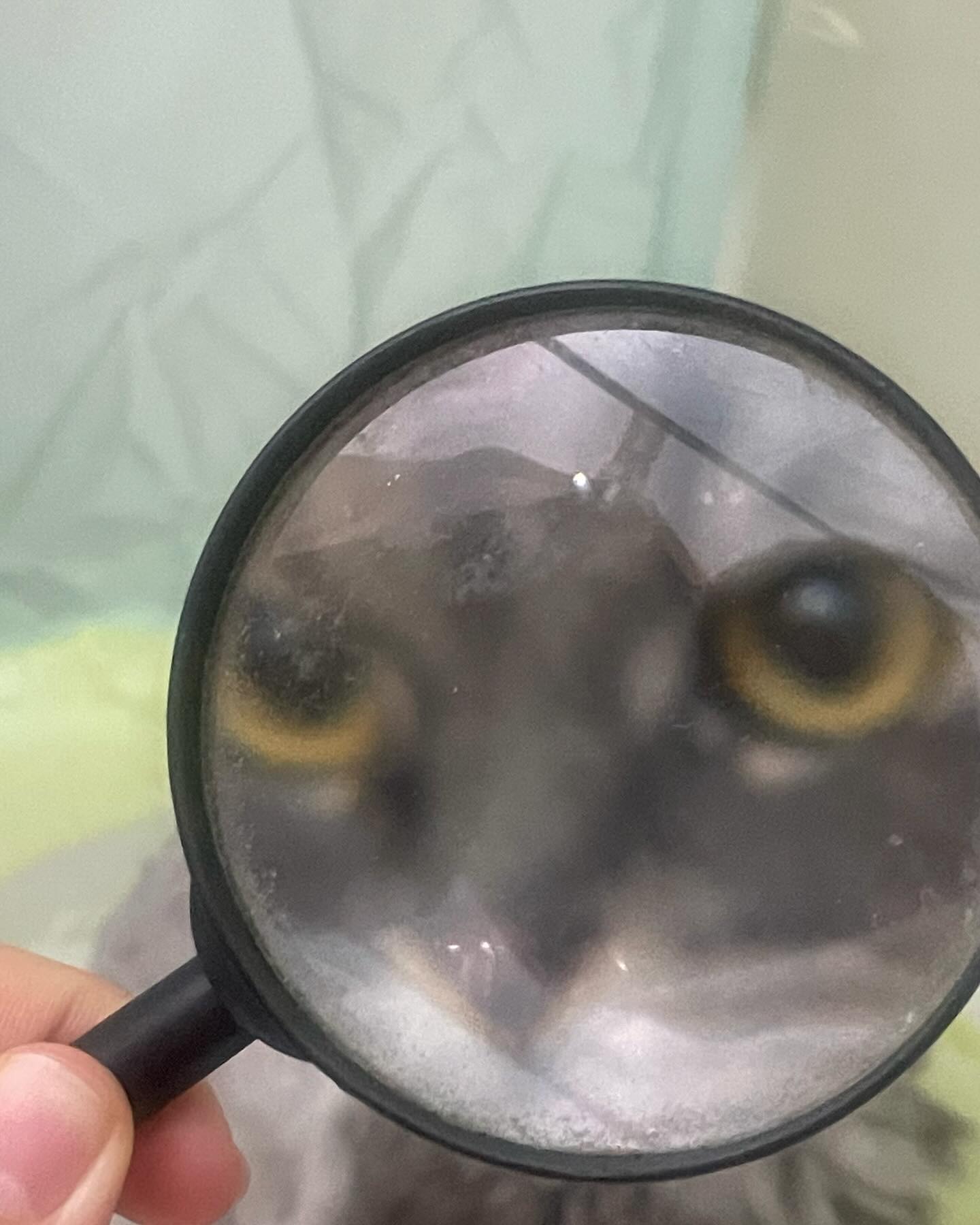아빠의 돋보기🔎

#고양이 #캣스타 #냥스타 #냥팔맞팔 #집사 #집사일상 #집사그램 #페르시안