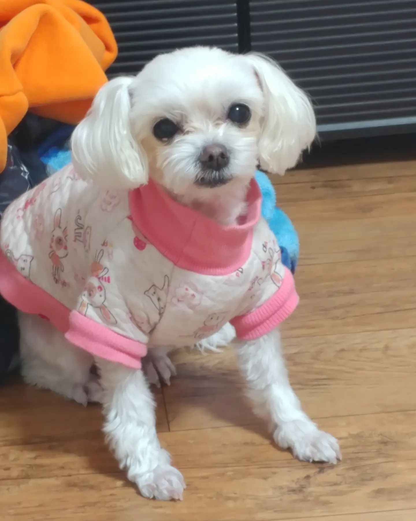 궁금해 하실까 봐

오랜만에 #햅뽀삐 데려왔습니다

털 기르니 첫번째 사진 (뽀삐엄마) 해피 는 활발한 평소와 달리 좀 얌전해보이는것 같습니다😆😆

두번째 사진 뽀삐(해피아들) 는 털 기르니 야성미 있는것 같이 느껴집니다😆😆

저는 안궁금해 하실까봐 생략 하기로 하고 봐서 연말즈음 다시 나타날까 생각중 입니다😂😂😆

#반려견 #일상 #반려견일상 #말티즈
#반려견집사 #강아지 #멍멍이
#댕댕이 #🐶