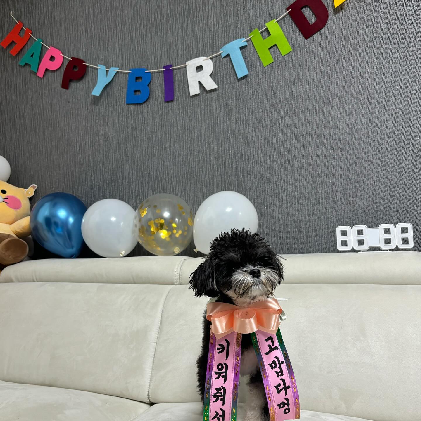 아빠 생일이라 문동이 깨끗하게 목욕하고 공쥬옷 입고 깜짝파티 하려했는데 아빠ㄱㅏ 너무 빨리 일어나서 문동이 목욕 못해짜너!!

#생일축하합니다 ❤️