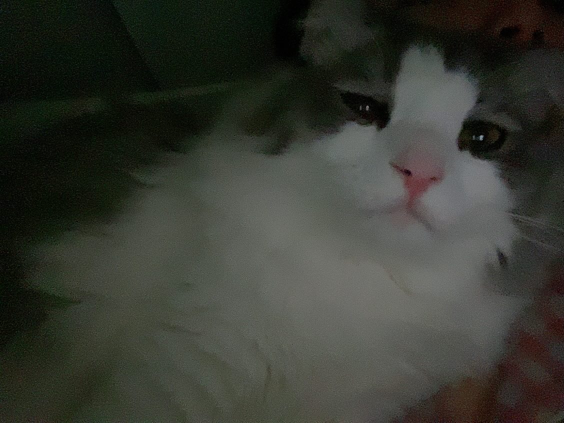 이렇게 귀여운 개냥이가 세상에 어딨냐구요...🐱