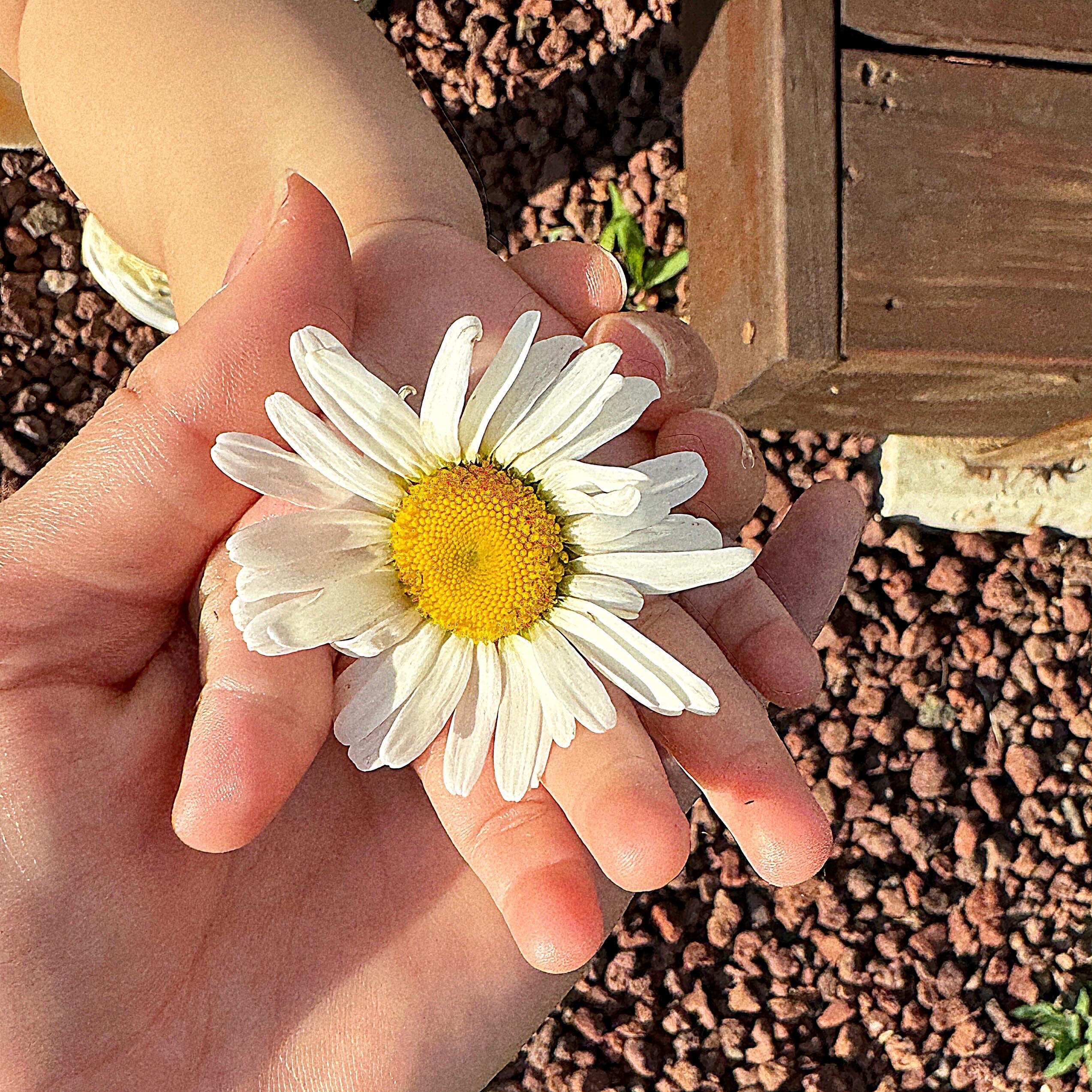 로아의 작은 손 🌼