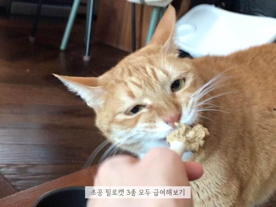 #광고 chogong_official 

조공 필로캣 3종 모두 테스트 :-)
그냥.. 다 잘 먹죠?..😂

고양이 주식캔, 조공 필로캣은
닭+고등어,닭+산양유,연어+호키+게살 세 종류가 있어요. 모두 휴먼 그레이드 제품들로 정말 깨끗한 원물을 엄선해 조공 자체 습식 연구소에서 제조되고 있답니다.

HACCP는 물론 FSSC 22000 인증을 획득해 엄격하게 제조된다고 해요. 수의과대학 임상평가 진행도 마쳤다고 하니 더욱 안심!

캔조차 BPA-FREE 캔이라 비스페놀 A로부터 안전하다고 합니다. 우리집 고양이들의 경우, 습식을 즐기지 않는 보리와 박하를 제외한 유자,율무,계피는 호불호없이 다 잘 먹었어요.

유자가 이가 안 좋은데, 조공캔은 부드러운 파테 타입이라
넘 신나게 먹더라고요!
냥이 기호성에만 맞으면 잔뜩 쟁여둘 주식캔..
오래오래 생산해 주었으면 좋겠어요 :-)

댕댕이들을 위한 필로독도 출시 되었으니
조공 홈페이지 체크해보세요!
.
.
#조공 #고양이주식캔 #고양이습식 #고양이습식사료 #육아육묘 #아기와고양이 #코숏 #코리안숏헤어 #캣스타그램 #냥스타그램 #고양이스타그램 #catstagram #cat #육아일상 #육아일기 #육아맘 #맘스타그램 #고양이 #아기스타그램 #베이비스타그램 #홈스냅 #catsofinstagram