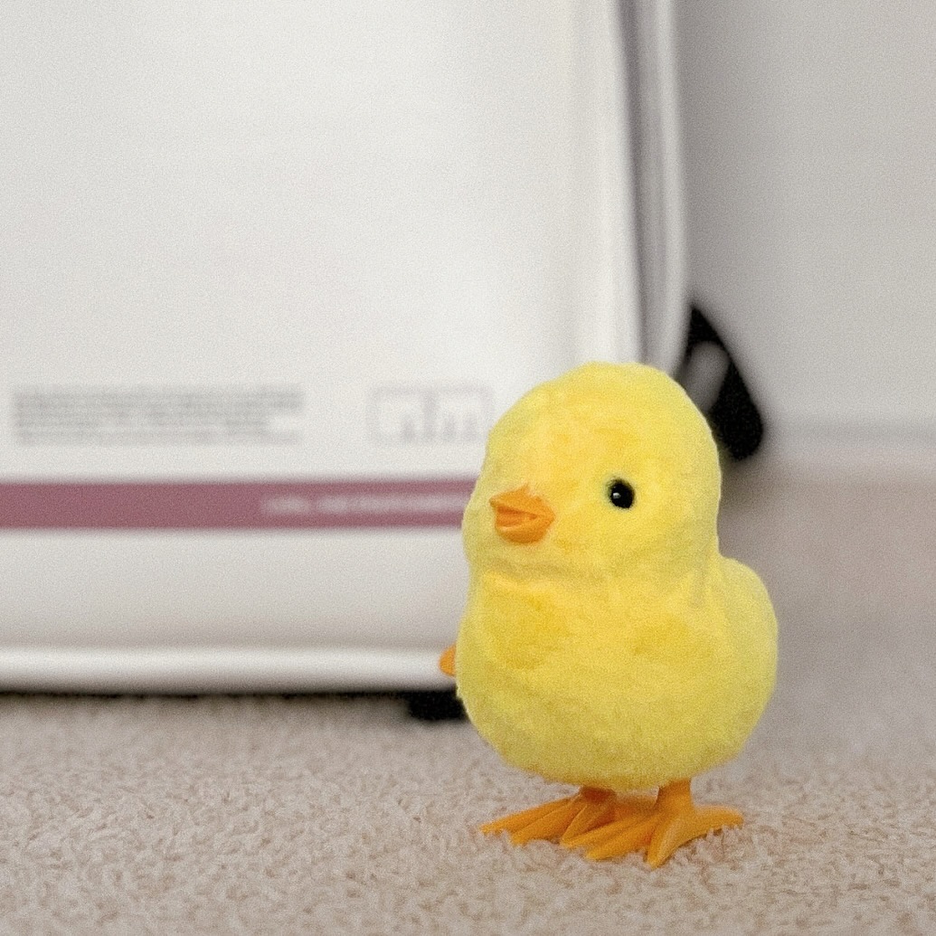 #새친구 뺙 🐥