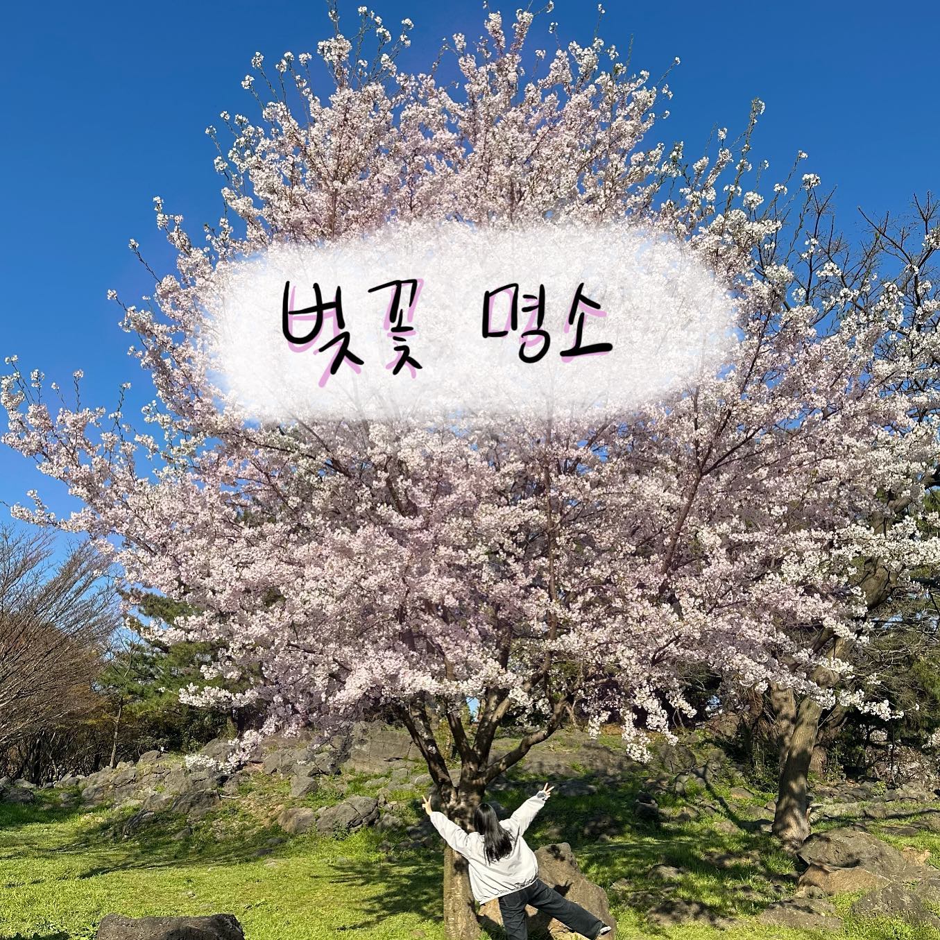 제주도 벚꽃명소 추천해드려요!
제주시 녹산로 유채꽃길, 신산공원, 삼성혈, 애월고등학교
서귀포시 신풍리 벚꽃길, 웃물교(계속 눈여겨 봤던 곳인데 한번 가보려구요!)

#제주도 #제주도벚꽃 #벚꽃축제 #제주벚꽃축제 #벚꽃명소
#녹산로 #녹산로유채꽃길 #삼성혈 #신산공원 #애월고등학교
#신풍리벚꽃길 #웃물교
