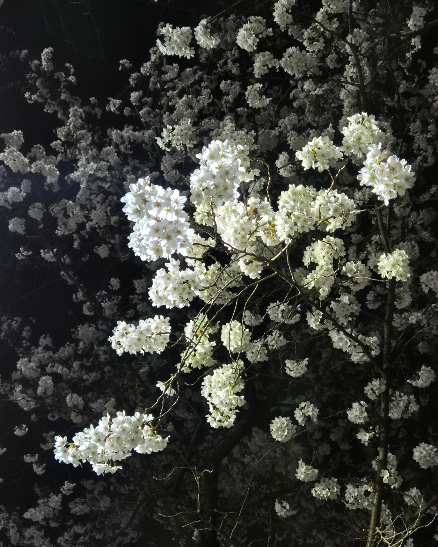 비와서 용산공원 포기하고 동네 벚꽃길 산책,,💗
날 좋을 때 용산공원 가쟈ㅠㅠ😢