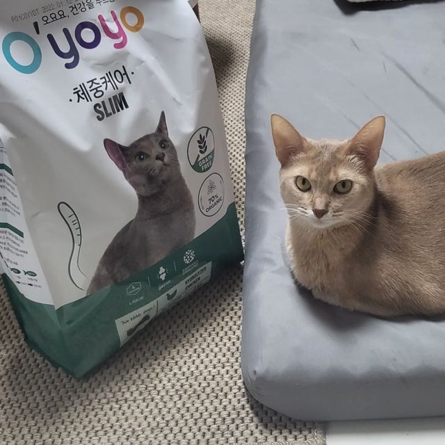 안쪼리 on Instagram: "#협찬 요요요에서 체중케어 사료를 보내주셨어요❗ (쪼리는 얼굴만 작은 덩치냥이기 때문에🤭) 요요요 사료는❓❓❓ 1️⃣ 화학비료, 농약 등을 사용하지 않은 유기농