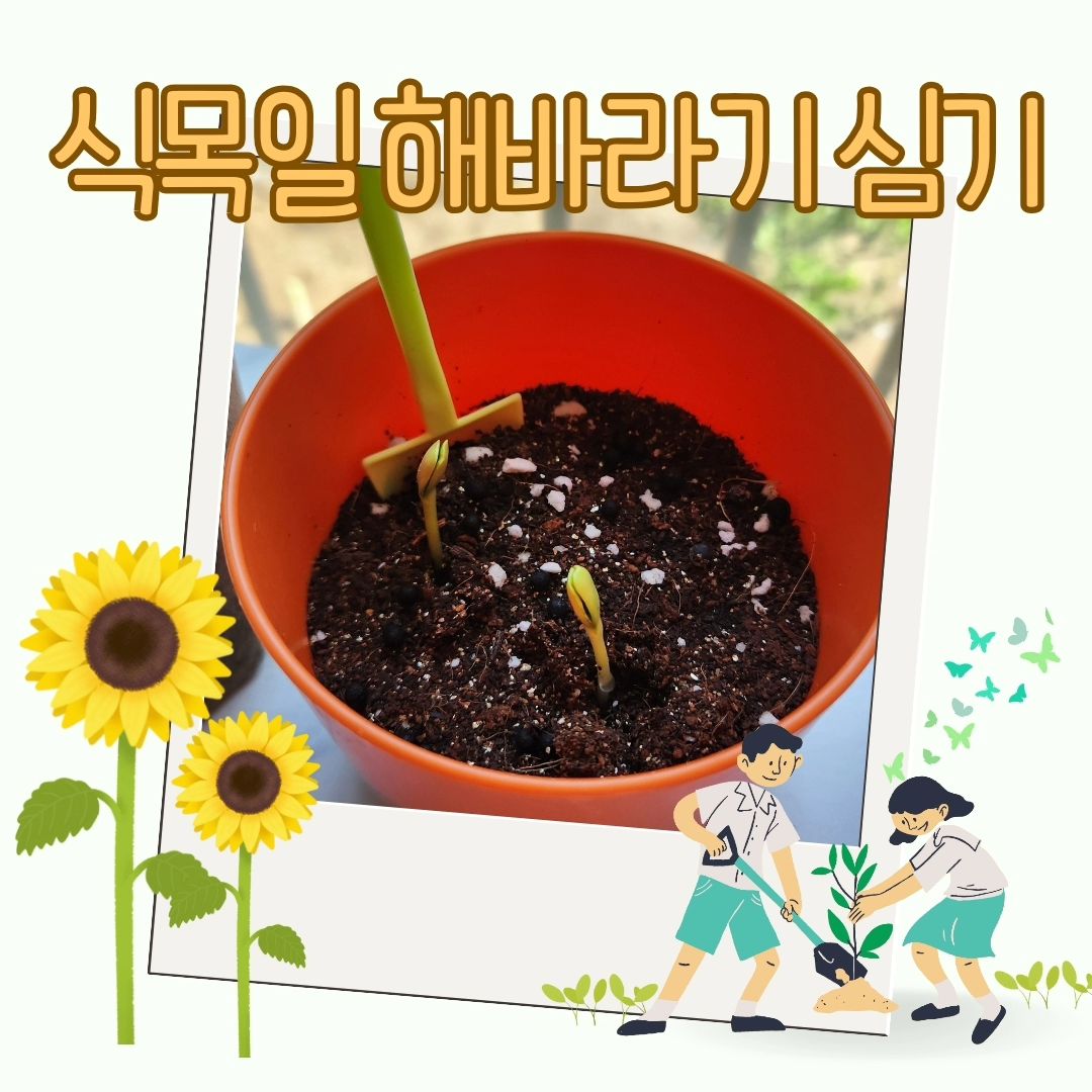 어린이집 10년차 육아맘의 유아교구 🥳 바다네 교구장 🌿

식목일날 심은 해바라기가 싹이 났어요 🌻❤️

우리 바다랑 식목일날 해바라기 심기를 했었죠. 미루고 미루던  바다네 집 화단, 화분에 식목일 모종 심기를 드디어 했습니다.

#식목일 날 심었던 #해바라기 는 쑥쑥자라서 🌱 새싹이 삐용 🥳 나왔어요. 우리 바다는 새싹을 만지고 싶어해서 겨우 말렸네요 🤭ㅋㅋㅋㅋ

주말동안은 바다네 집 주변에 다육이, 화분, 모종 가게에 다녀왔어요. 아이들 쑥쑥 크게 해줄 배양토와 #당근 #방울토마토 #고추 #상추 모종을 사고, 다육이와 바질, 라벤더, #블루세이지 등등 꽃과 허브 씨앗도 샀습니다.
꿈꿔왔던 #텃밭가꾸기 라 제대로 해보자 싶어 종류만 해도 15여종은 사버린것 같아요 🎉

일요일 아침인 오늘은 #아기농부 출동 🏅
모종삽을 챙겨들고 직접 흙도 파보며  화단을 정리하고 작년부터 묵혀두었던 화분을 꺼냈어요. 흙을 밟으면 몸속에 쌓인 전자파가 배출된다는 연구결과가 있었죠! 맨발로 흙을 밟으며 곤충도 만나고, 흙 속에서 살고 있는 뿌리와 잡초들도 탐색했어요.

 집 앞에 있는 공용화단에 화분좀 꺼내두려고 했더니 관리실 아저씨께서 공용공간이라 안되다 하시더라구요 😵‍💫.. 다시 작은 화분들은 집안으로 무브무브! 큰 화분들은 벽걸리로 바꾸어 다시 심어야겠어요.

작년엔 상추와 가지를 심었었는데 너무 잘 자라서 조금 부담(?)스러울만큼 열매가 열려 처치불가였거든요 🤭 이번 친구들도 쑥쑥 자라면 좋겠습니다 ❤️

#자연체험 #아이랑뭐하지 #자연 #자연체험학습 #모종심기 #텃밭 #도시텃밭 #씨앗심기 #식목일