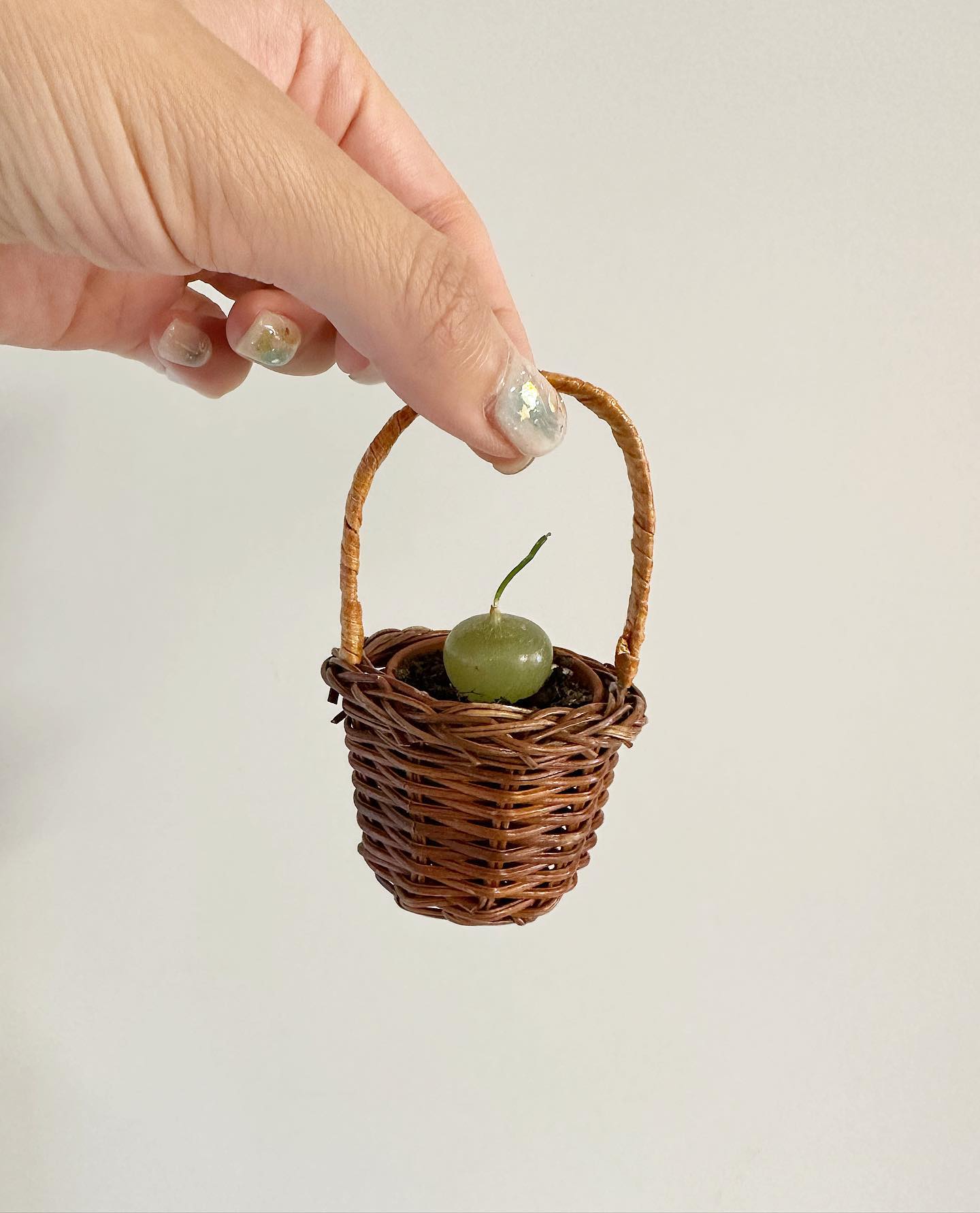 쨘! #시조바시스인트리카타 🌱
베란다 포화상태라 정리 좀 하려고 🥕에 올렸는데 바로 팔렸다.🥲 시원섭섭😂 안녕👋 무럭무럭 자라렴😭💕