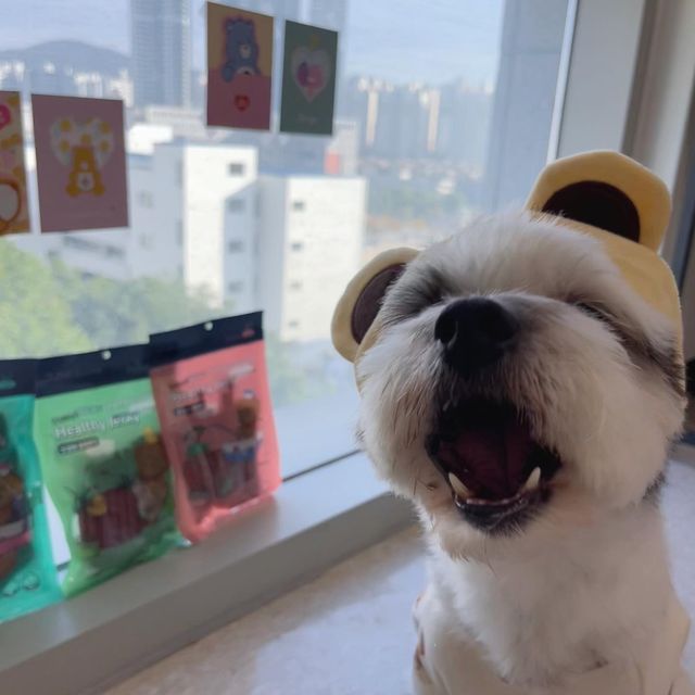 팬돌이 코르🐶 on Instagram: "#협찬 (🧸곰돌코르) 오늘 코르가 먹어본 제품은 두구두구두구…..“아워펫 져키레시피 3종과 건조장어”다멍!!!🫶 져키는 연어/소고기/오리고기 세가지 종류이