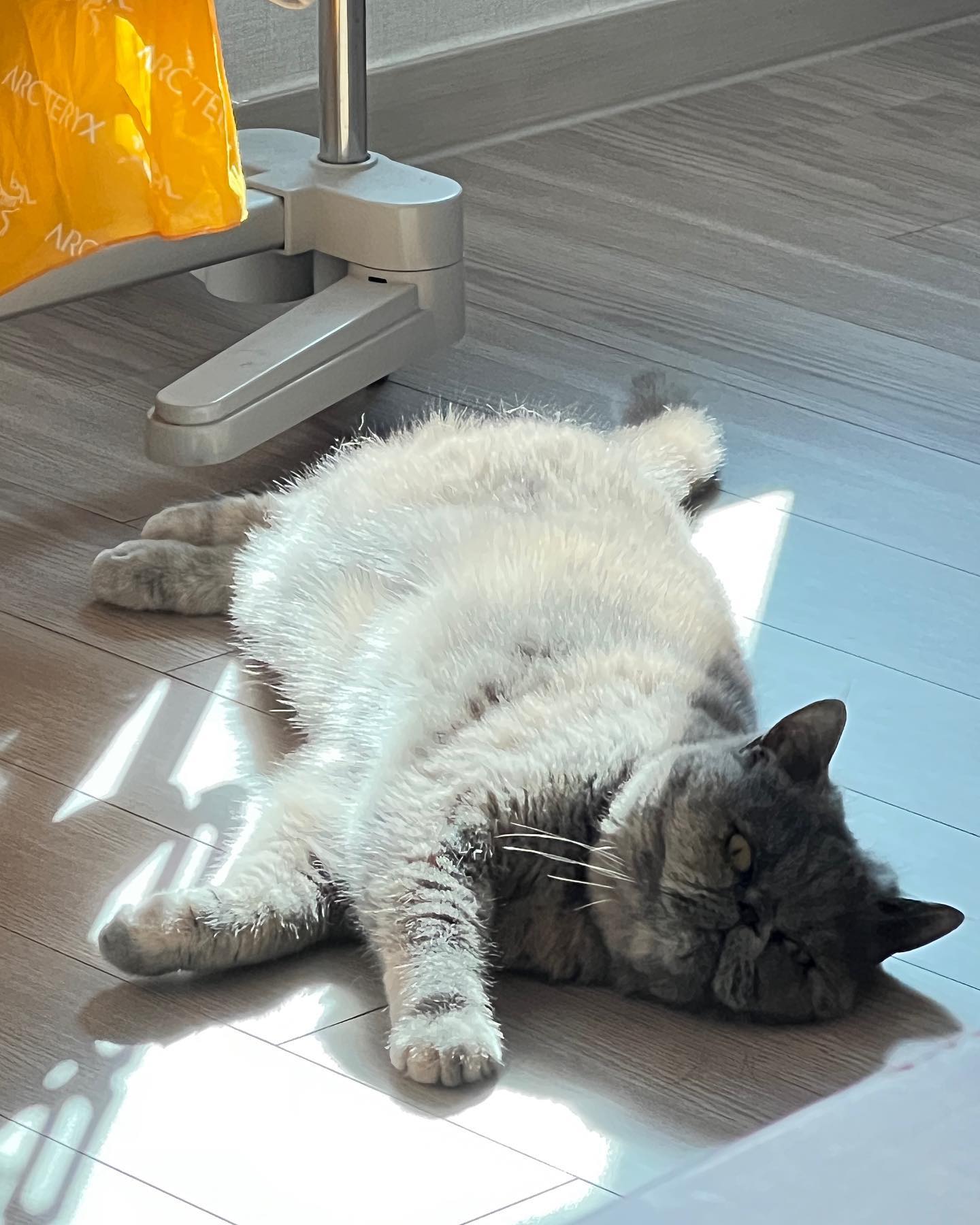 뜨뜻하게 지지고 있는 두리😻

#고양이 #냥스타그램 #엑조틱 #catlover #cat
