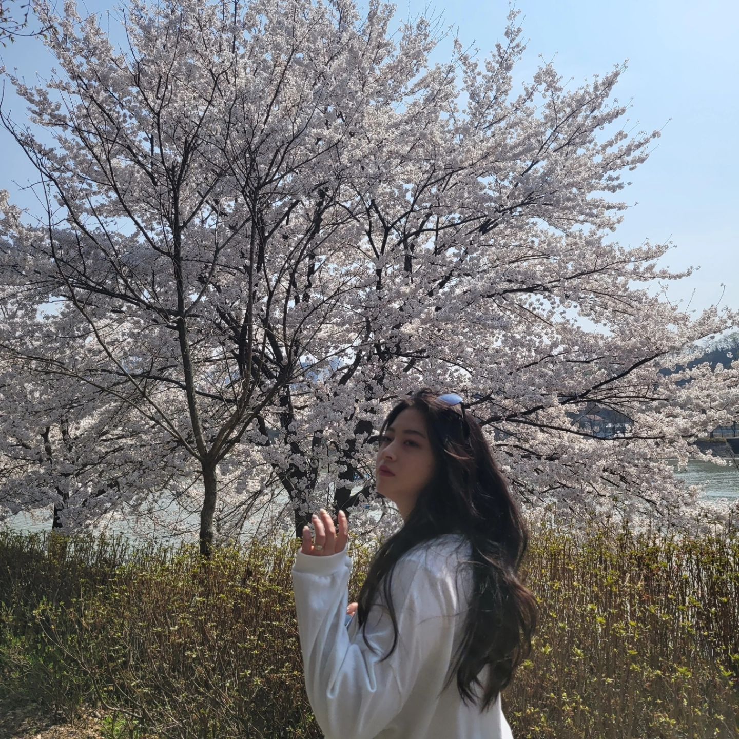 봄이야 봄:D🌸
#벚꽃 #춘천