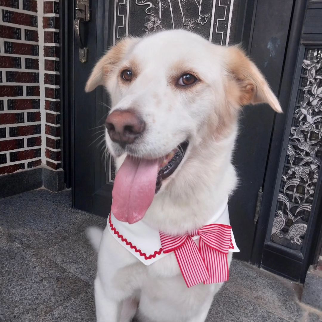 당근에서 2000원에 🐶이득한 케이프! 넘넘 예뻐서 대만족이어유❤️ 울 집 물개랑 잘 어울리져...?ㅎㅎ