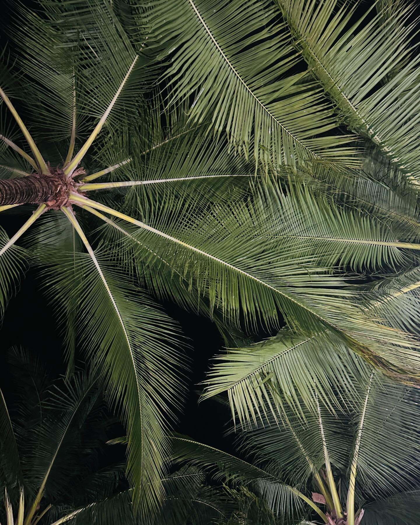 🌲🌴🪵🌳🌴
Iphone 14 pro
.
.
.
.
.
#boracay #whithbeach #philippines🇵🇭 #hotel #hennangardenresort #🌴 #travelgram 
#보라카이 #여행 #필리핀