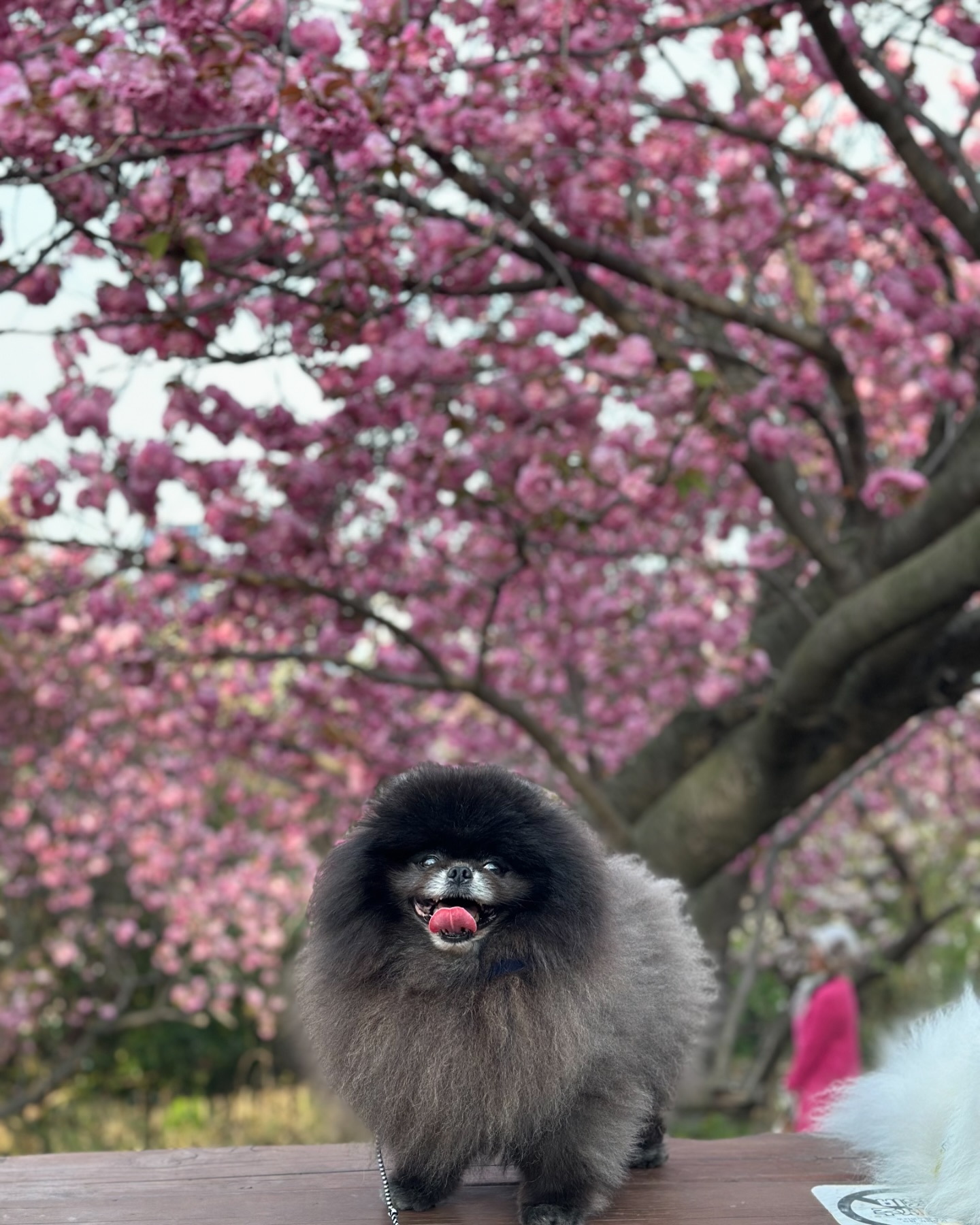 #20240412#오늘의쿠마#겹벚꽃#민주공원
꽃보다 이쁜 내새꾸🌸🖤