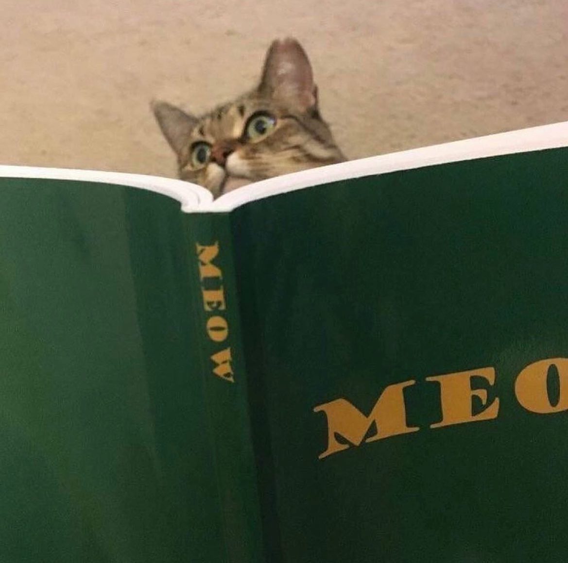 #meow