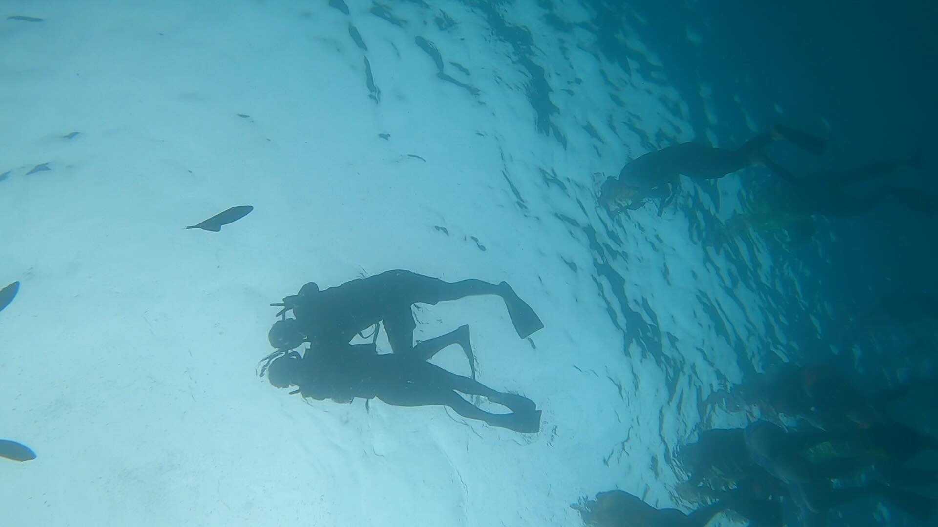 물고기랑 스노쿨링🤿🐢🐠🐟