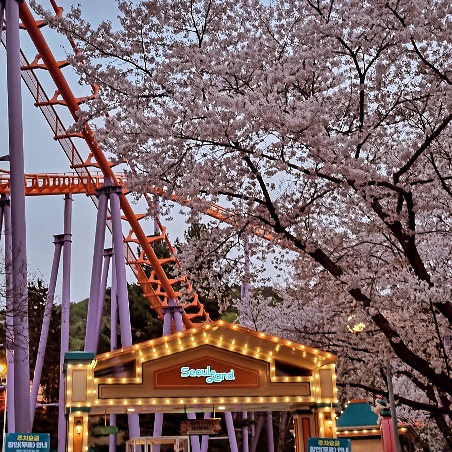 도유니와 서울랜드 🎡