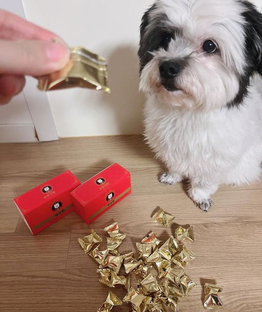 팬돌이 코르🐶 on Instagram: "#협찬 오래도록 건강한 멍생을 위해 꼭 기억해야하는 면역력!✊ 인생보다 빠르게 흘러가는 멍생의 시간⏰ 하루하루 건강할 수 있도록 일상의 면역력을 높여주세