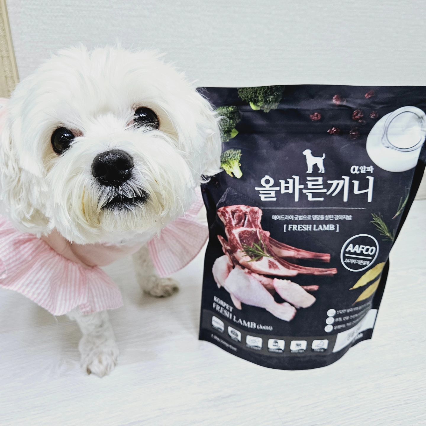 #협찬
강아지가 엄청 좋아하는 사료~ 올바른 끼니를 소개해요
매일 먹는 사료! 가끔은 강아지가 좋아하는 사료로
맛있게 외식한번 시켜준다는 느낌으로 챙겨주고 있는데요
⠀
우리 강아지가 좋아하는 올바른 끼니 사료는
스팀드라이 공법으로 쪄내 영양소 파괴가 적은
강아지 관절연골 사료인데요
⠀
육식성 동물로 알려진 강아지는 구조 특성상
육식의 식사가 필요할수있는데 올바른끼니 사료에는
양고기 생육과 닭고기가 함유되어 있어 신체성장과 유지에 좋고 기호성이 좋은 장점이 있어요❤️
⠀
그외에도, 보스웰리아, 상어연골, 글루코사민,
관절기능성 원료 3종이 포함되어 있어
소형견의 관절건강에 좋은성분과
건강보조원료로 산양유, 오메가3, 프락토올리고당이 함유되어 있어 강아지의 최적의 영양밸런스를 맞춘 사료에요
⠀
그냥 먹어도 좋지만, 노즈워크나 칭찬간식으로 사용해도
너무너무 좋아하는 사료라 다양하게 활용이 가능해서 좋더라고요
⠀
AAFCO(미국사료협회) 24가지 기준설계를 충족한
강아지에게 필요한 기본 영양기준을 지킨 사료라 너무 좋더라고요~ 강아지가 맛있게 먹으면서
관절건강도 챙기고 장건강도 챙기고 생기와 활력을 챙겨줄수있는 사료라 너무 맘에 들어요
⠀
기호성이 최고라 올바른끼니 안먹는 강아지는
절대 없을것 같아요!!ㅋㅋㅋㅋ 그정도로 너무 좋아하고
말랑말랑해서 치아에 무리도 없어서 좋아요
강아지 키우시는 분들에게 꼭 추천드려요👍
⠀
⠀
⠀
⠀
🏷 올바른끼니 알파-양고기 보스웰리아 1.2kg
⠀
⠀
⠀
⠀
#국개대표 #국개대표올바른끼니알파 #강아지관절사료 #강아지양고기사료 #강아지기능성사료 #올바른끼니알파 #국개대표신제품 #증기로찐강아지밥 #기호성좋은강아지사료 #강아지생육사료 #생육사료
⠀