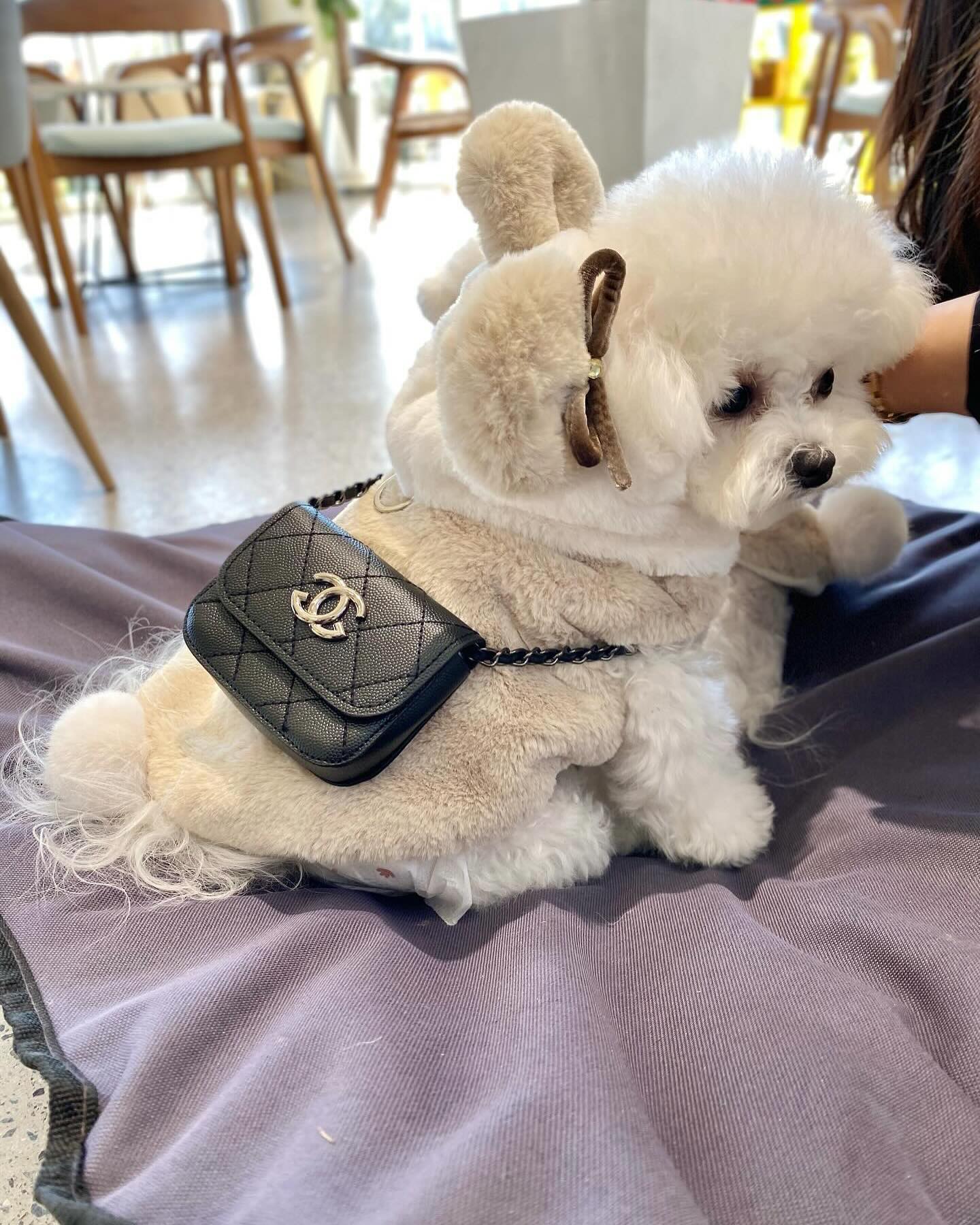 짱둥이네랑 급만남✨

이 귀염둥이들을 어쩌지ㅠㅠㅠㅠㅠㅠㅠ
짱둥이임오가 _zzang_house__ 
로또생일이라구 샤네루빽까지 선물줘ㄸㅓ💛

로뽀또에게서 볼수 없던 에너지🥰

쫄보뽀또오ㅏ 낯가림일등..로또 
얼렁친해지길바래...🙏

임오이뿐사진 샤네루빽 꼬마워요🥰❤️