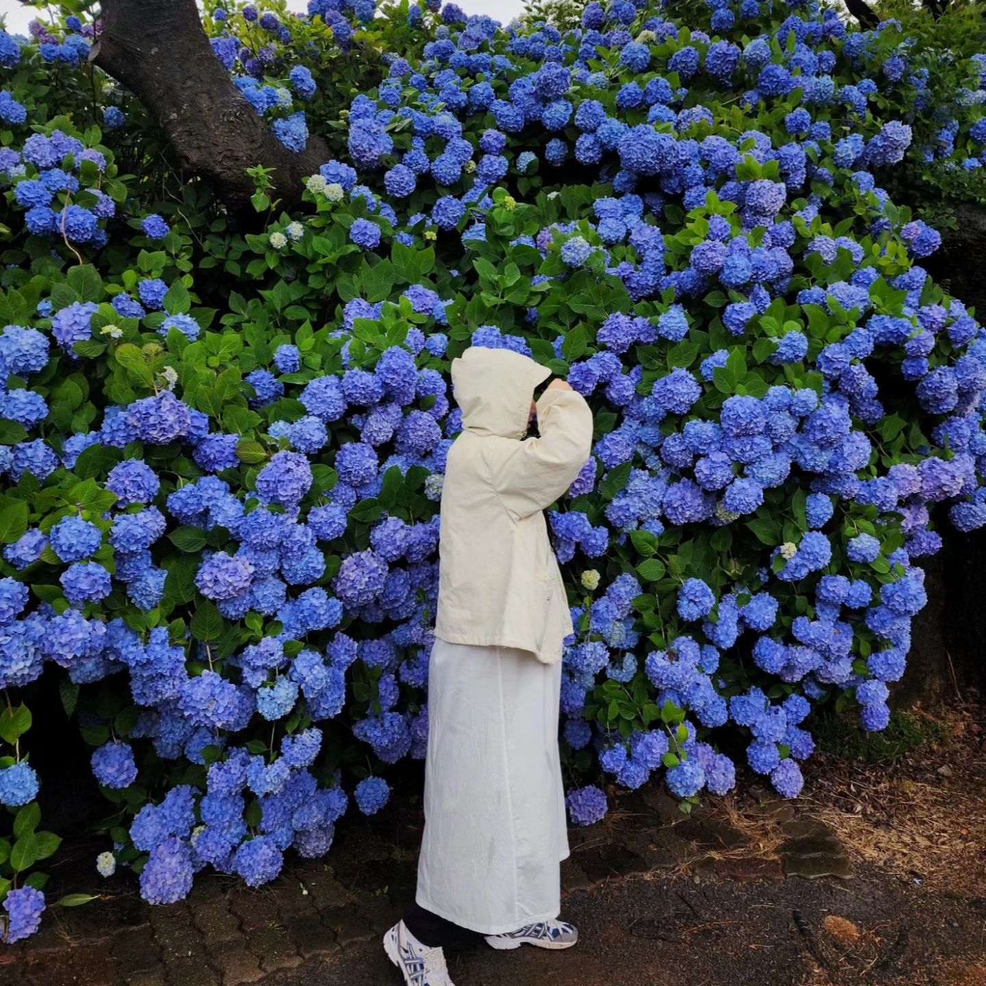 수국도 벌써 한 달 전😖🪻