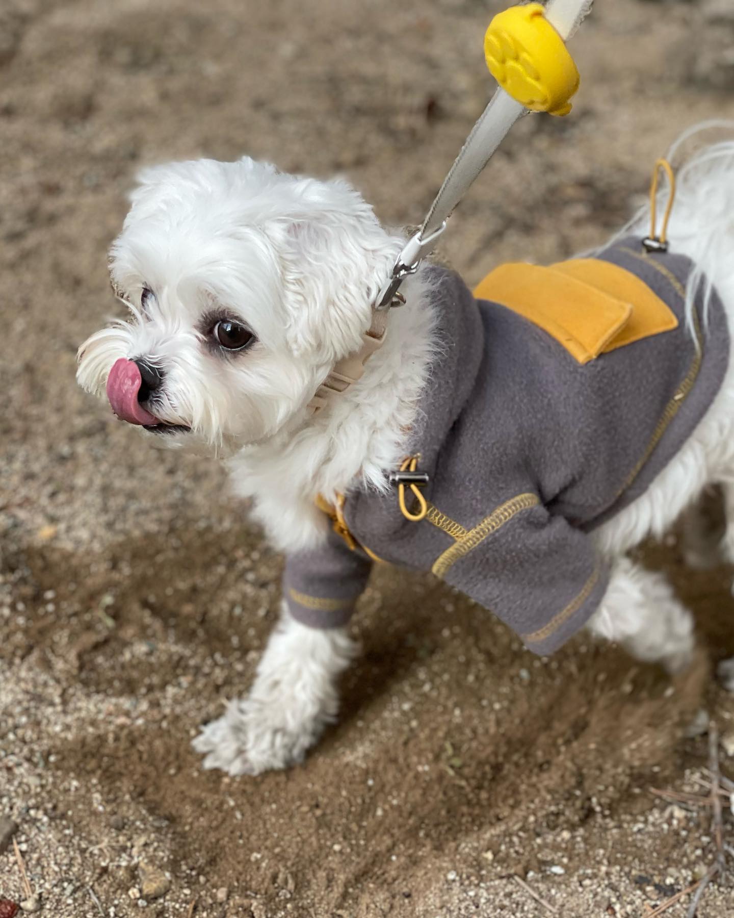 일상이 화보인 우리집 그레이말티쥬🐶🐾