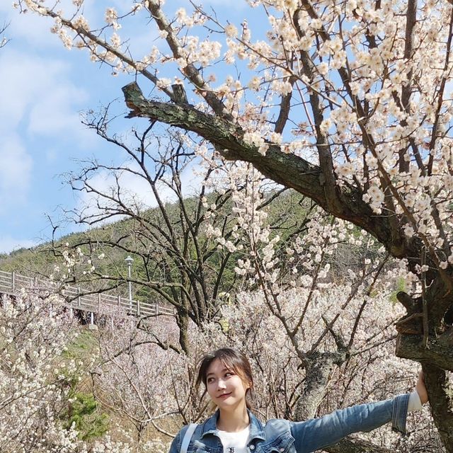  🎀 별희 on Instagram: "💙👖청청 입고,, 벚꽃 같은 매화 보고 왔어요🌷🌸

곧 벚꽃도 볼 수 있다용 ◝(⑅•ᴗ•⑅)◜..°♡

#원동 #순매원 #매화"