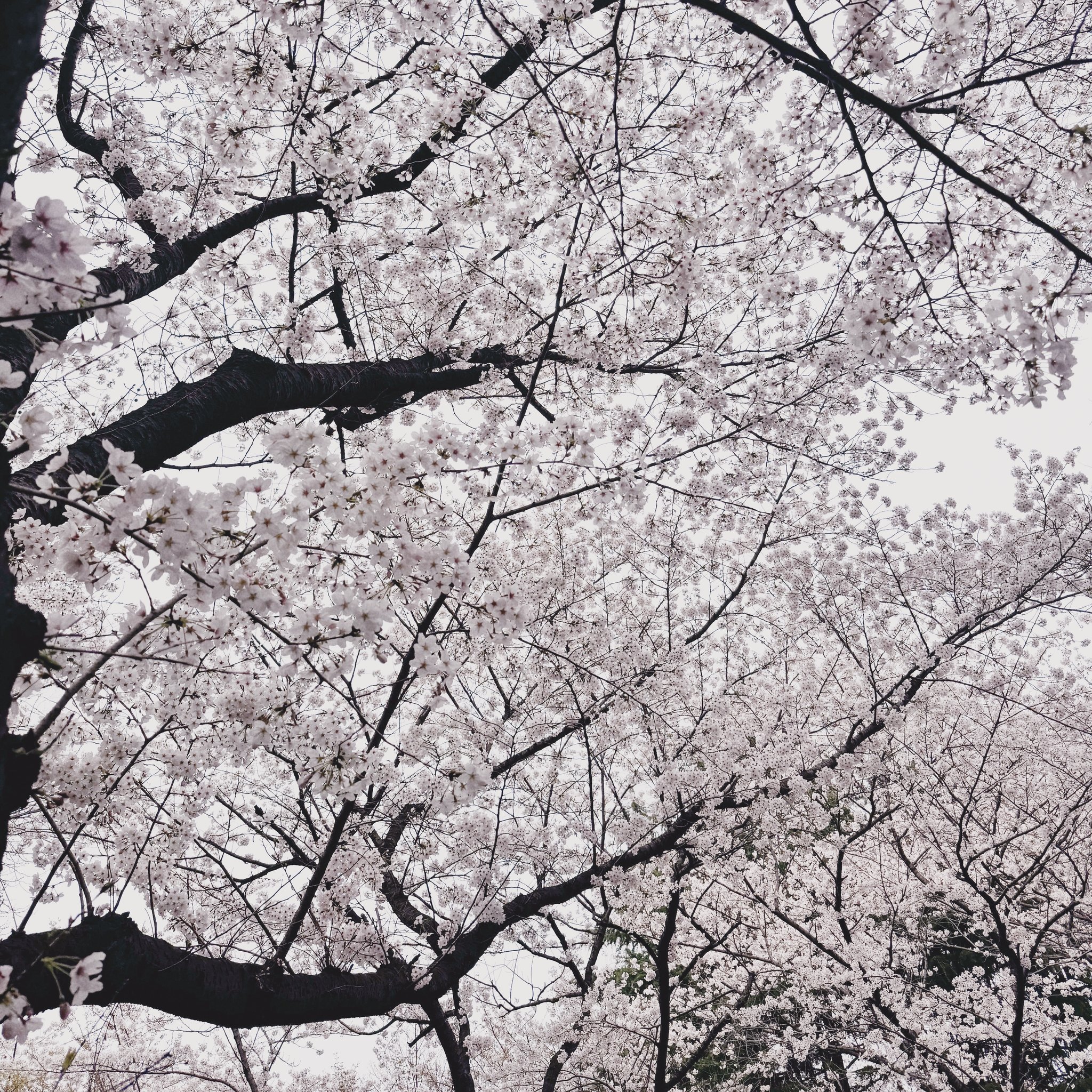 우리동네는 벚꽃구경안가도 되서 좋구만🌸