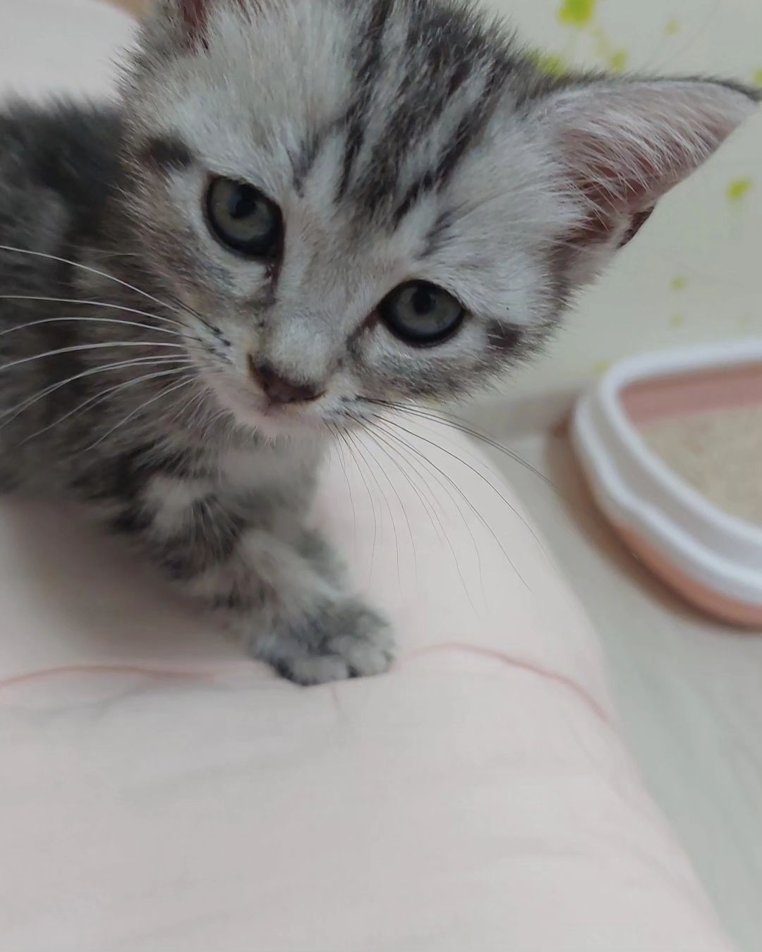 #고양이 #쿠키 #귀요미 
#울집에입양된아이

하이루 
울집에 오게된 아이..
반갑다..
난 조큼 무섭다..
내가 잘 할수 있을까?