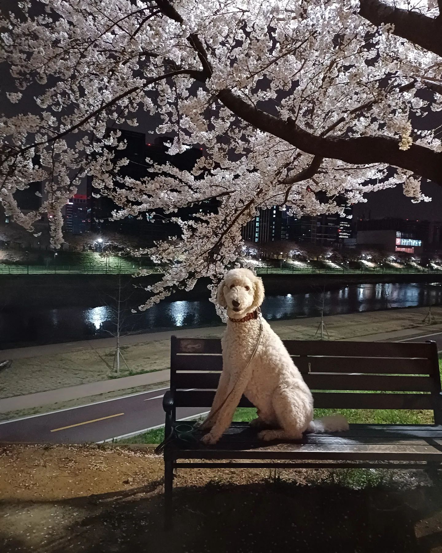 꽃🌼개