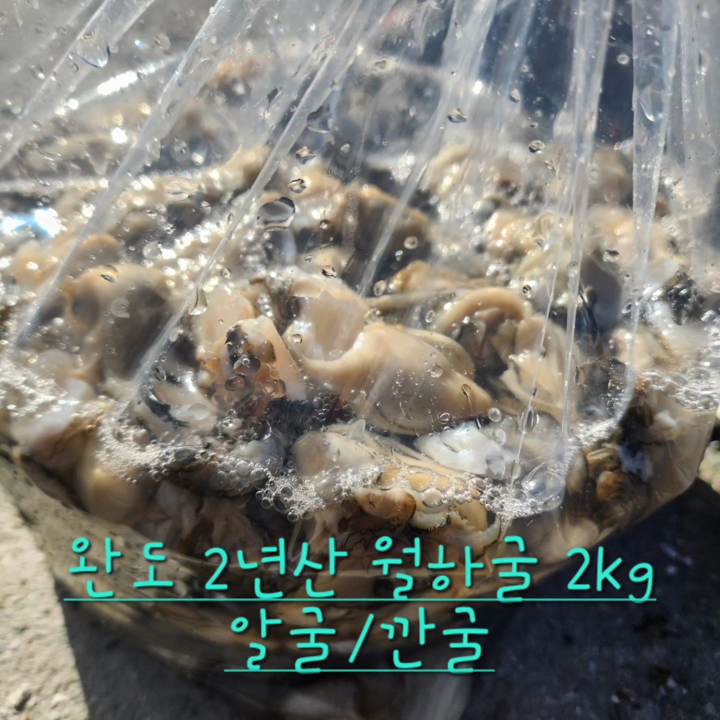#완도수산물#완도월하굴#깐굴#알굴#김장굴#겨울제철#

완도 2년산 월하굴 깐굴 2kg 무료배송
50000원!

주문 dm 주세요!