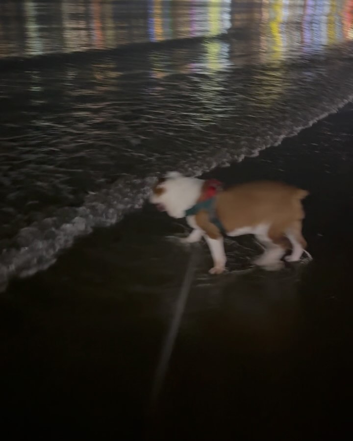 예진이의 처음 부산,
예진이의 처음 바다,
예진이의 처음 스타필드,

5시간 걸리는 400키로 여정에도 낑낑하지 않고, 잠도 잘 자면서 버텨준 예진이에게 고맙고,
도착해서도 얌전히 있어준것도, 이쪽저쪽 돌아다닐때도 잘 따라와줘서도 고마워!