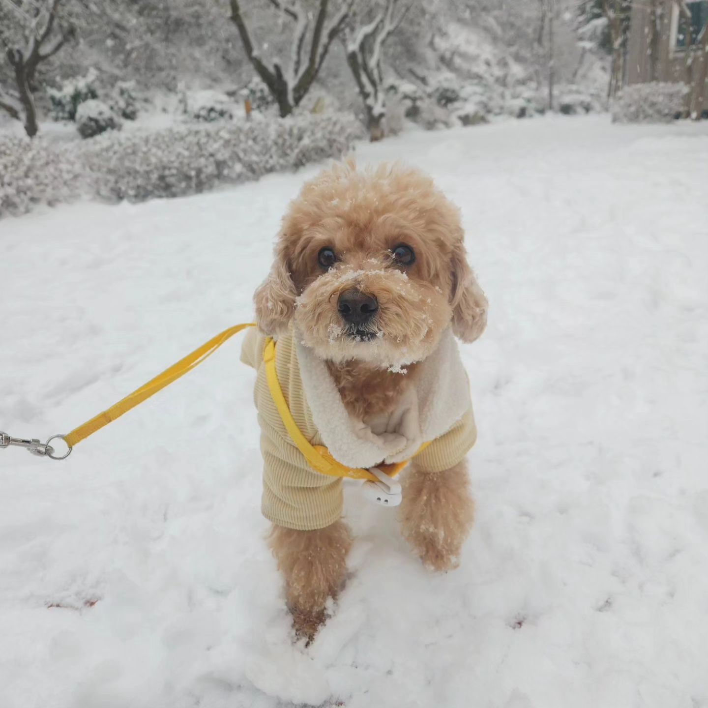 하쿠랑 같이 맞는 2번째 눈❄️