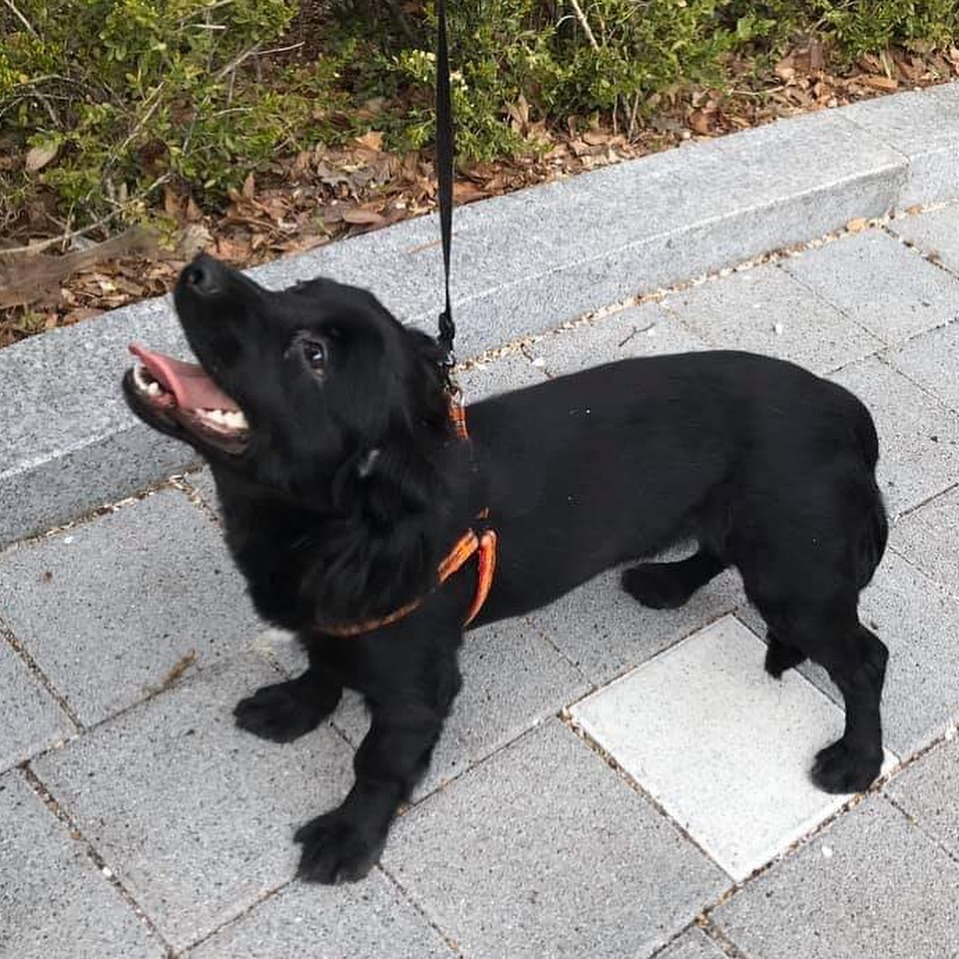 화요의 다섯 번째 birthday🥳

사진을 좀 더 많이 찍어둘걸
영상으로 많이 담아둘 걸 후회가 되네 
우리 화요 집으로 맛있는거 보내놨으니깐 큰누나한테 달라고 해~
생일 축하해 내 겸댕🖤