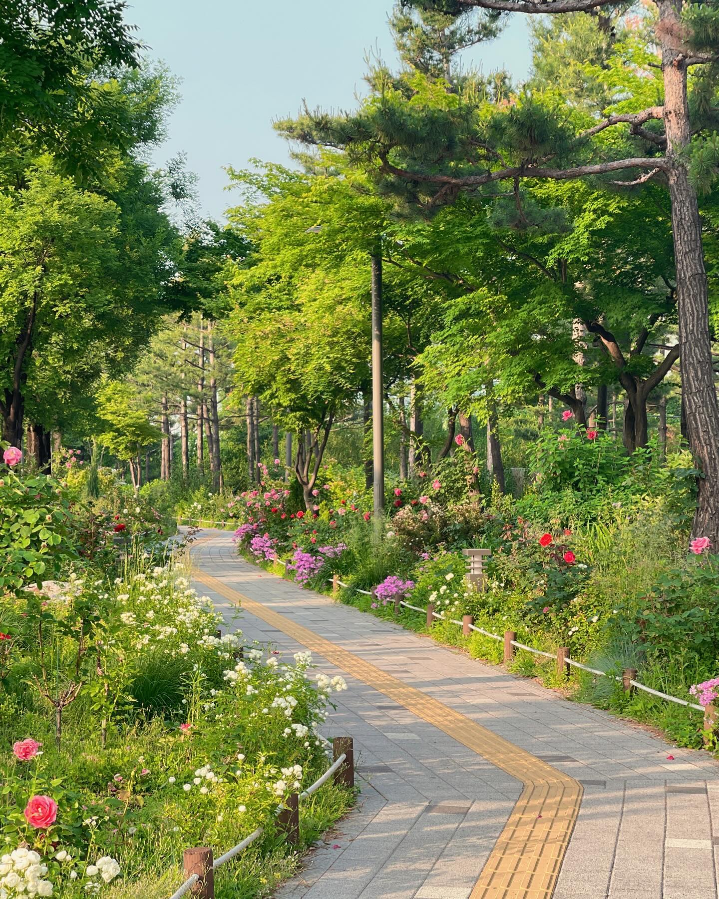 걸어서 상암까지 가다보면
이렇게 예쁜 꽃길이 보인다

#걷기운동👣 
#이틀째 
#땀땀