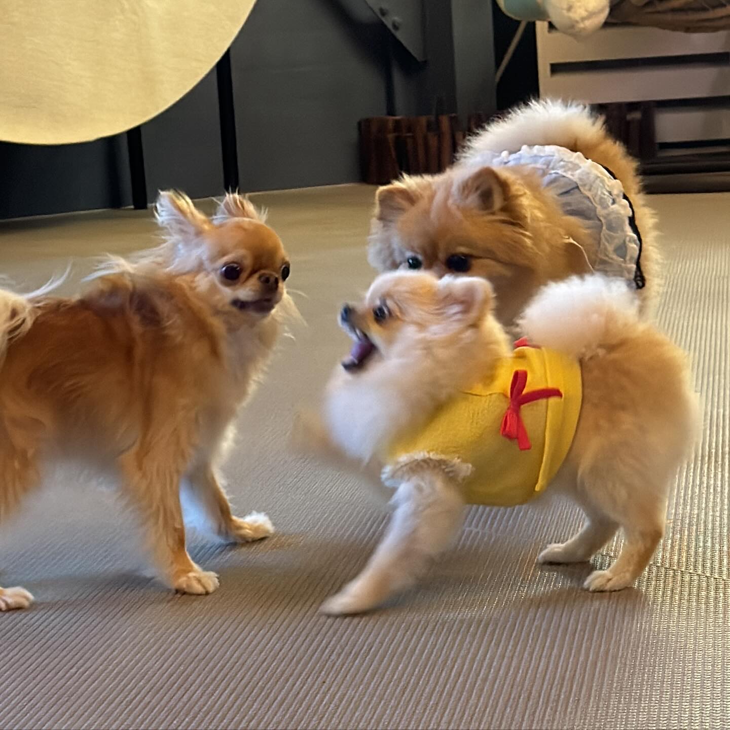 토요일에 갔었던 애카 사진🤳
소리에 예민해진 상태에서 짖는 강아지가 있어서 
그런 건지, 눈이 예전보다 안 보여서 자신감이 줄은 건지
예전보다 강아지들이랑
잘 못 어울리고 해서 안쓰럽기도 했지만🥲
그래도 사람들에게 이쁨 많이 받아서 다행이었던 날😅

mungs_cross 

 #치와와#반려견#치와와스타그램#chihuahua#chihuahuagram#longcoatchihuahua#장모치와와
#チワワ#イヌスタグラム
#chienmignon#다롱이랑#다롱지수
#weeklyfluffy #わんちゃん
#lovedog #dogie
#dogoftheday#진행성망막위축증#progressiveretinalatrophy#진행성망막위축증pga