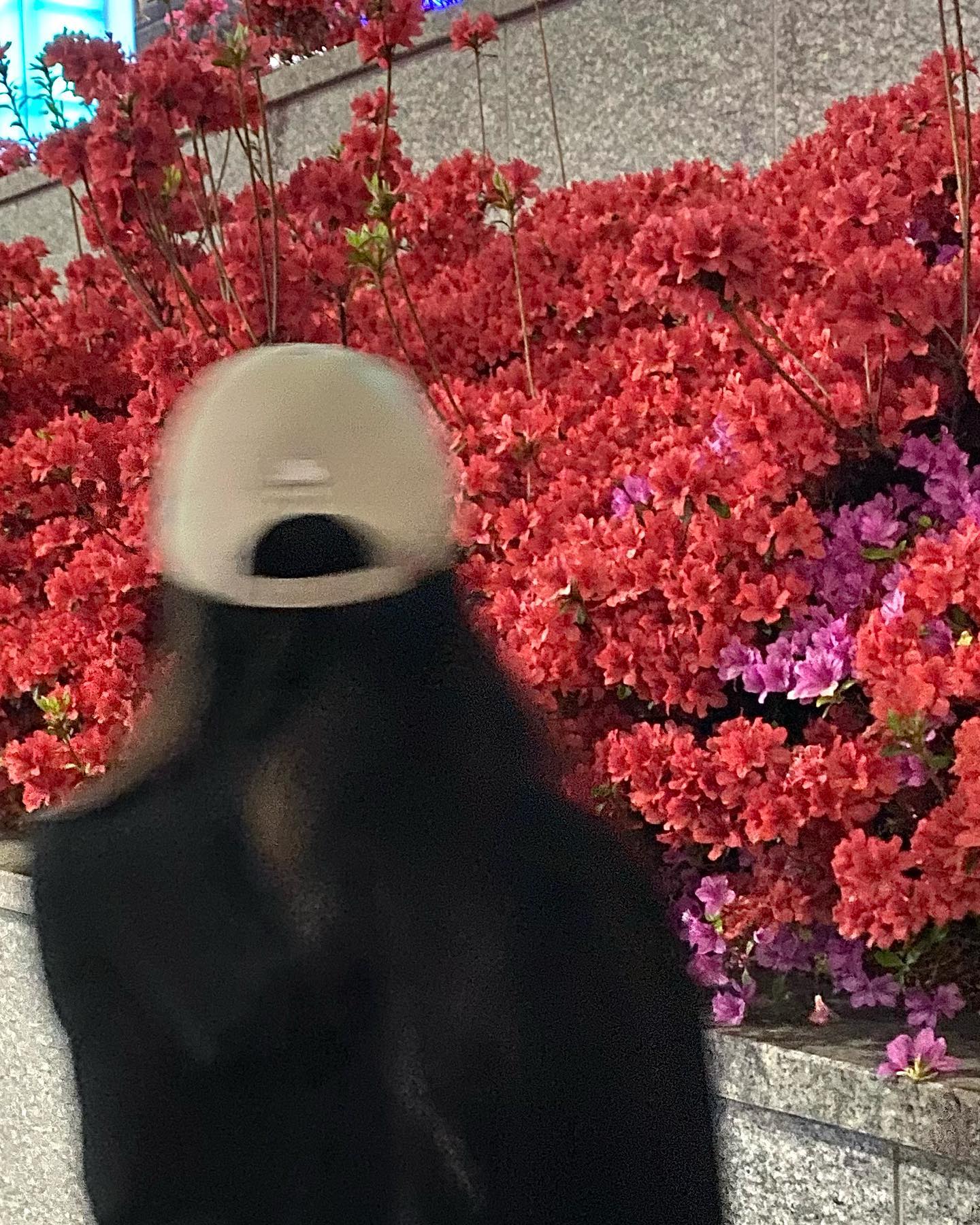 꽃 구경