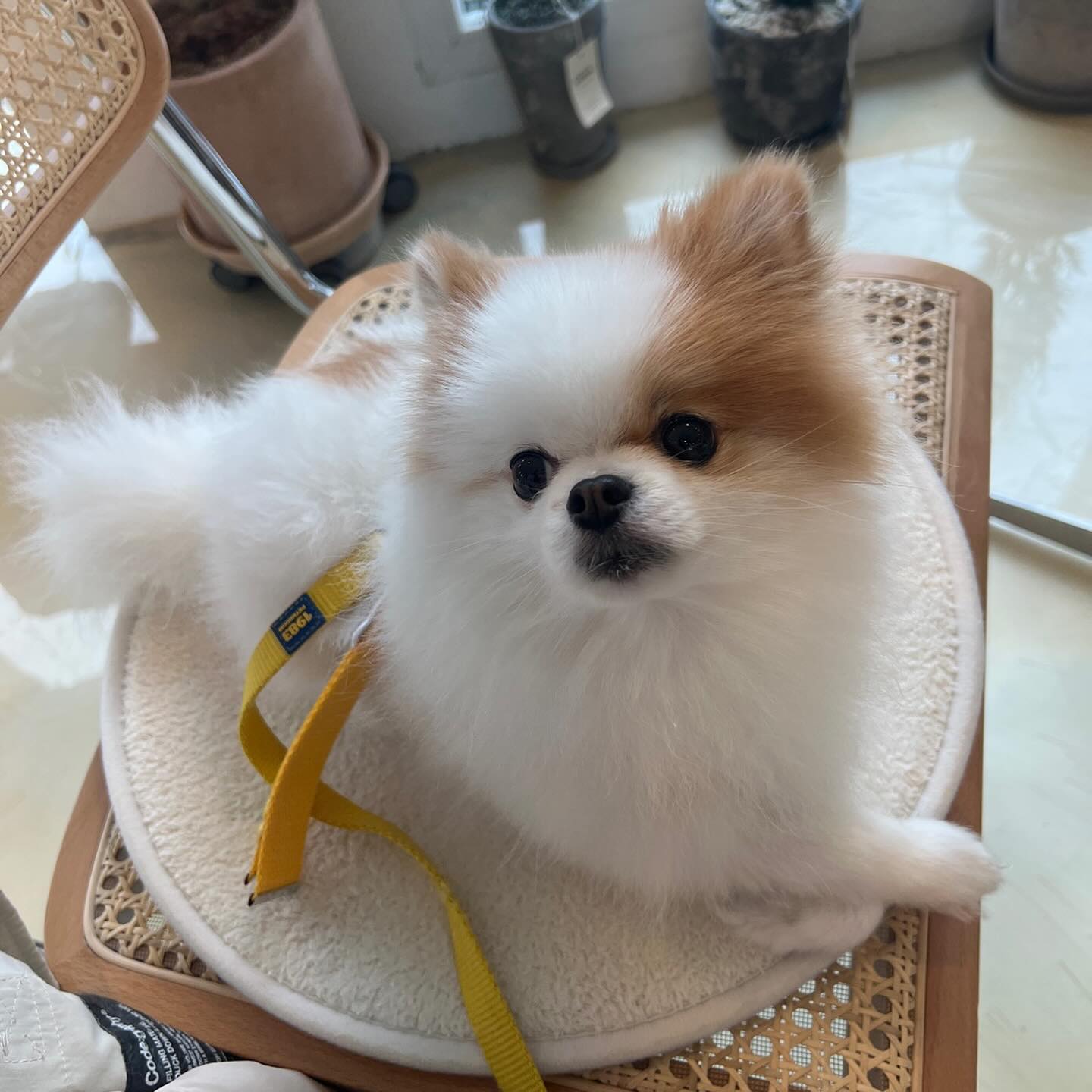 ⠀
오늘은 새로운카페를갔다 쪼꼼 겁이많은우리는 멍푸치노랑 쿠키만먹구 사진만찍다와버렸다😂
이모랑 숲길걷기는 너무좋았다 흙발이되었지만 행복한하루였다😄❤️
이모가 만들어준 넘 이쁜 이름표는 사랑입니다🫶🏻