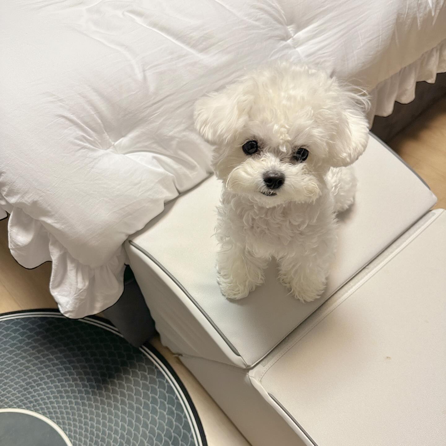 로뽀또 이제 안방 들어갈수 ㅇㅣ따🖤

오줌암때나 갈긴다규 안방출입금지 당햇눙데
이제 우리 쪼매커따구 
높은 침대에 맞게 
높이조절되는

#퍼핑논슬립펫슬라이드 를 엄마가 놔줘찌모야!!!!

뽀또야 준비대찌? 이제 우리세상이야!!!!!🔥🔥🔥
(오줌갈길준비..말규^_^)

.
.
.
_pupping 
#퍼핑 #퍼핑서포터즈 #퍼핑펫밀리 #강아지계단